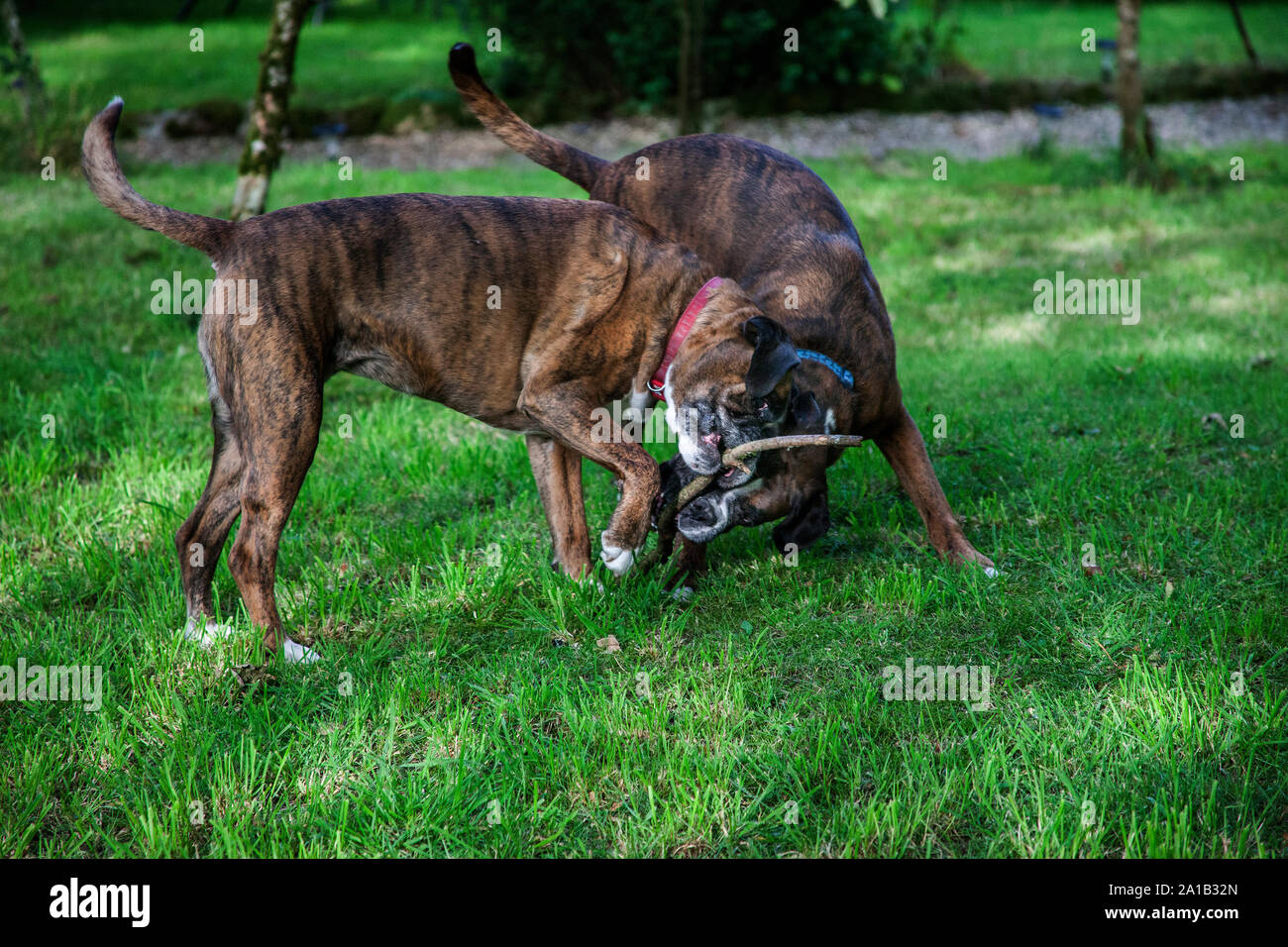 Boxer dogs playing Stock Photo Alamy