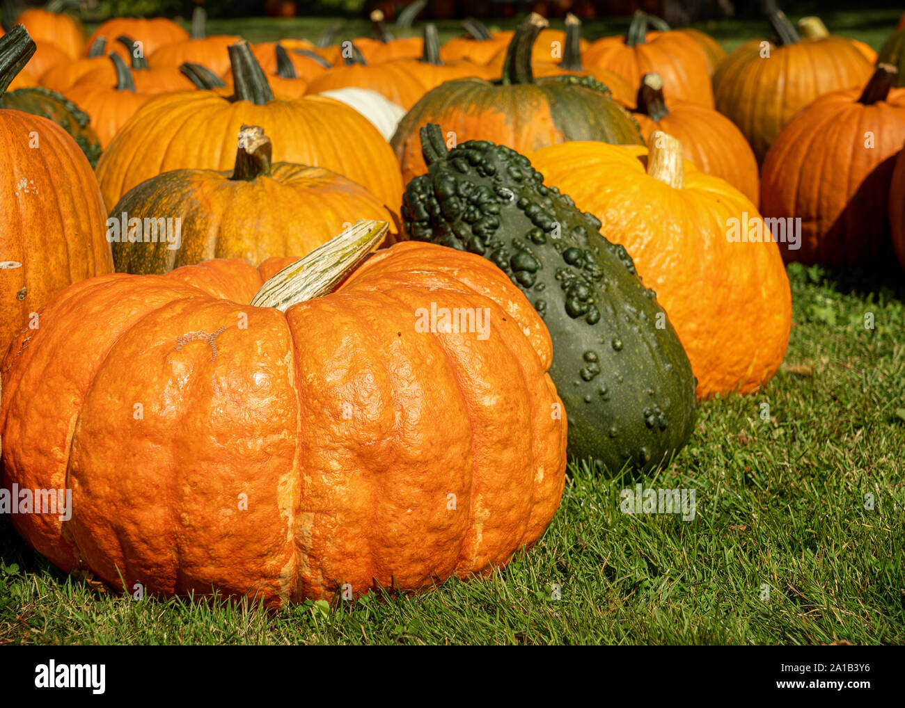 An abundance of pumpkins and gourds. Stock Photo