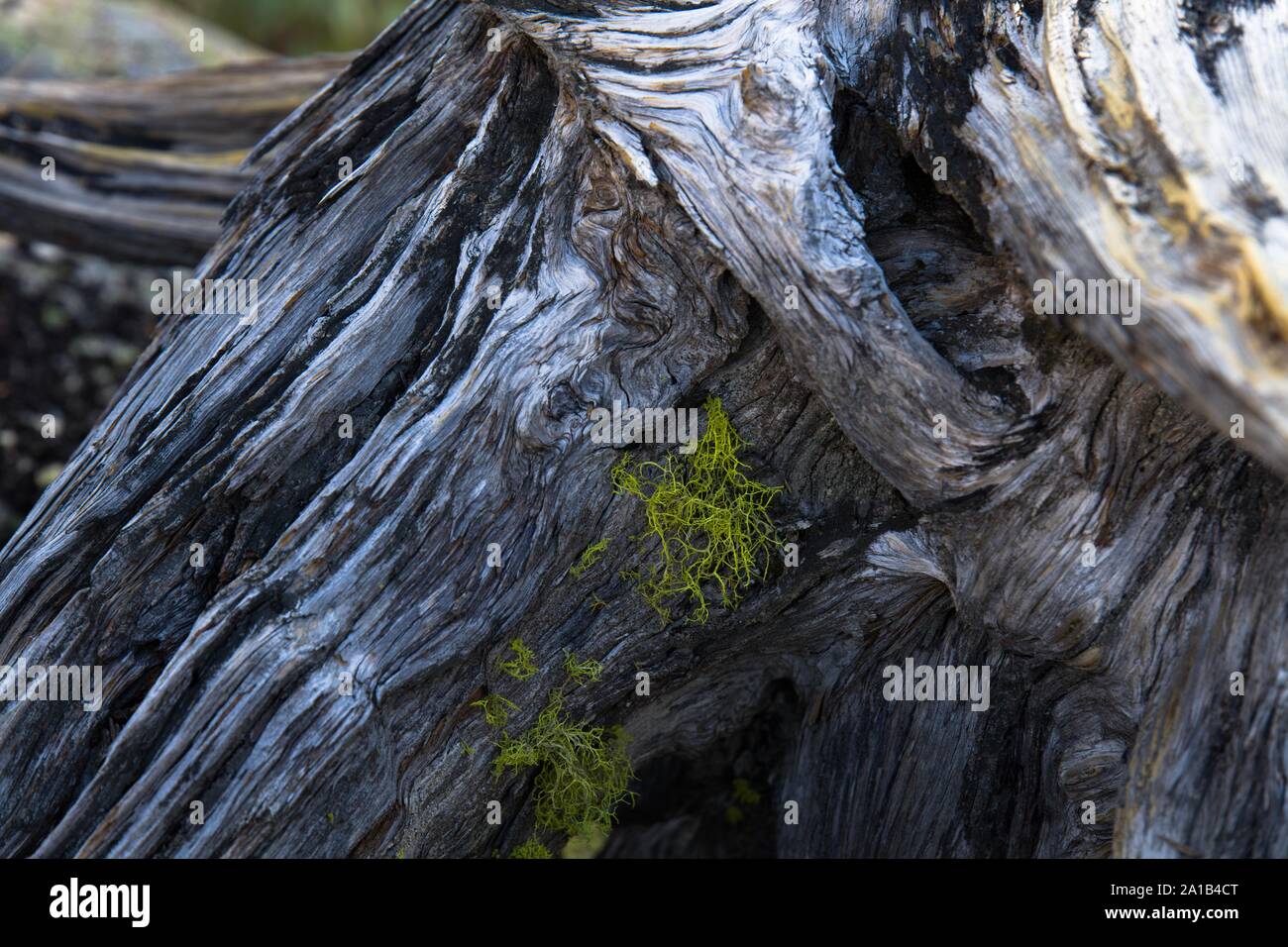 A lichen grows on an ancient cedar stump. Stock Photo