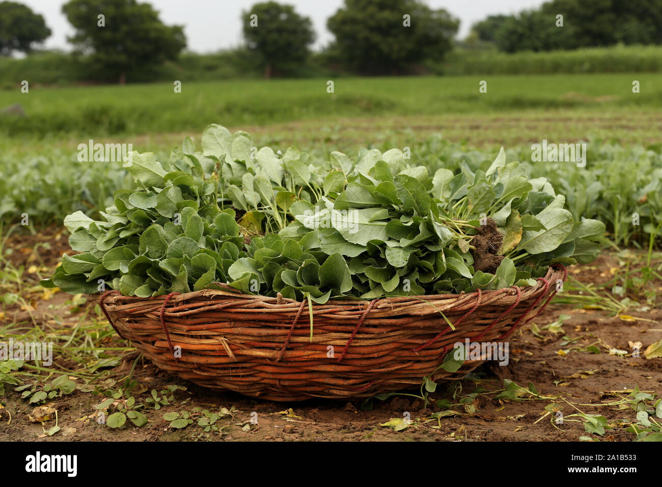 Cauliflower sprouting plant in bamboo basket Stock Photo