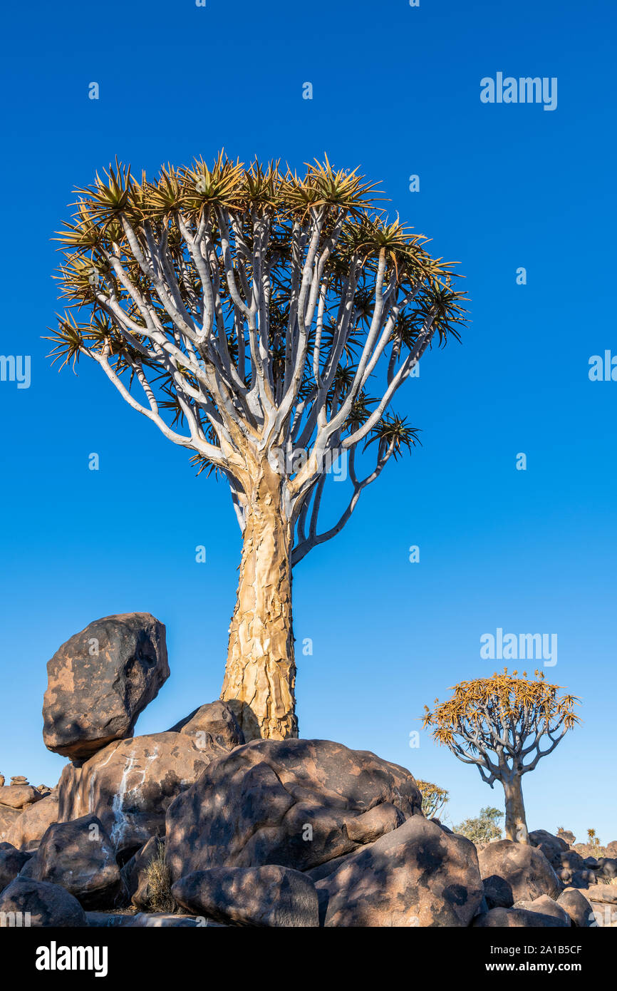 Quiver Tree or Aloidendron dichotomum, Quiver Tree Forest, Keetmanshoop, Karas, Namibia Stock Photo