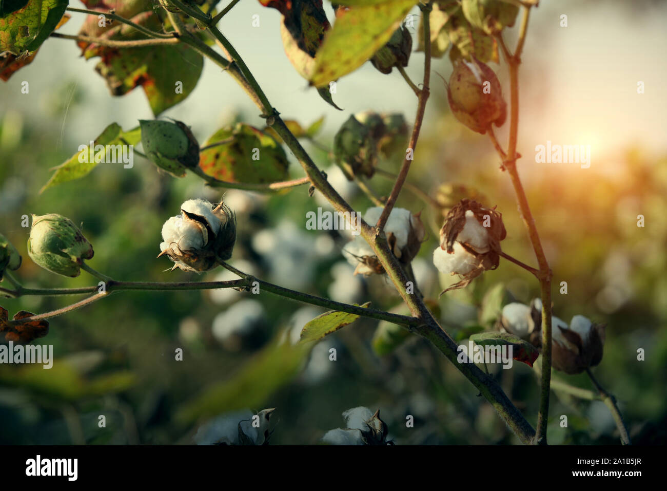 Fresh cotton crop in the field, India Stock Photo Alamy
