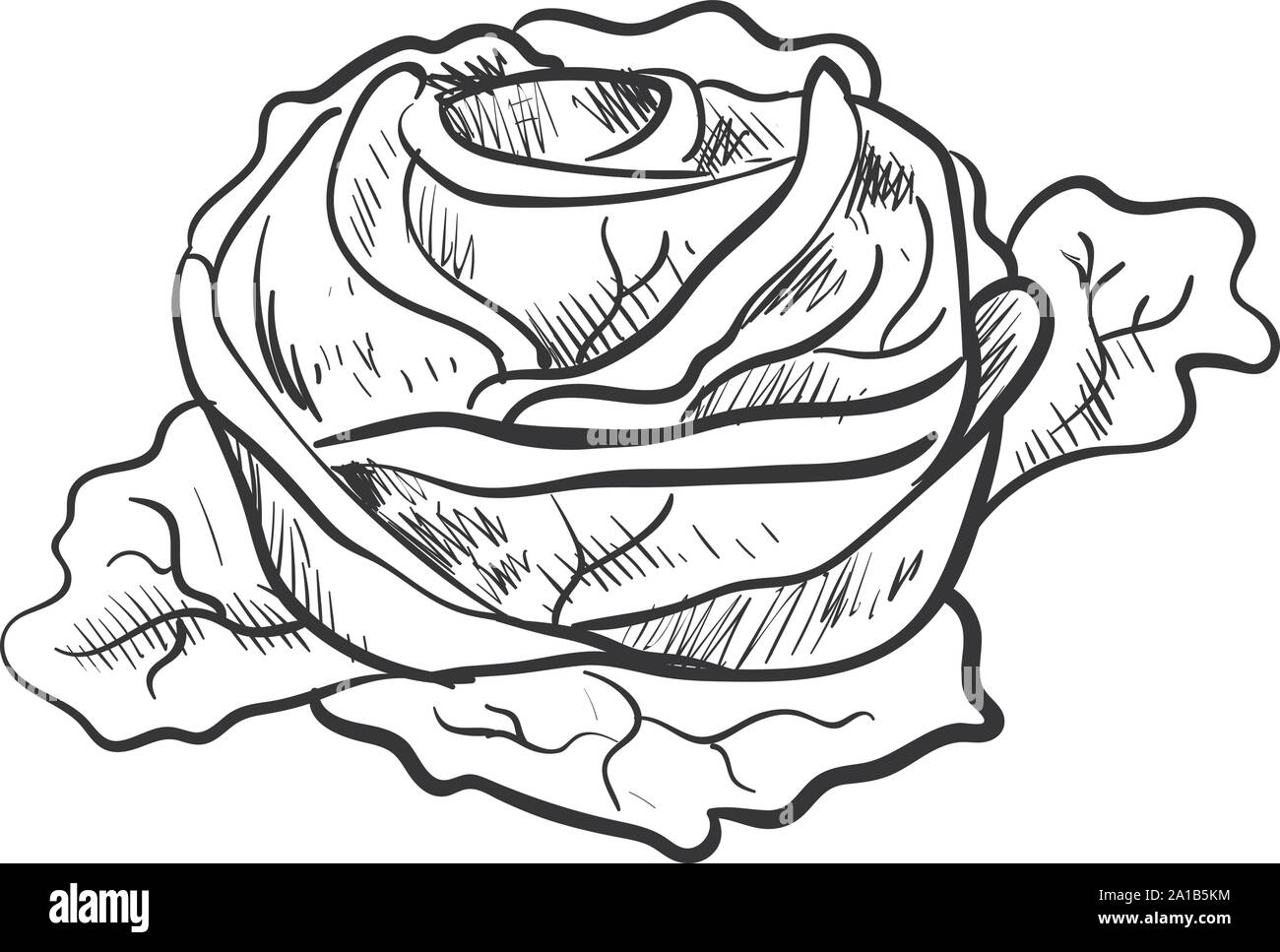 Cabbage drawing, illustration, vector on white background Stock Vector