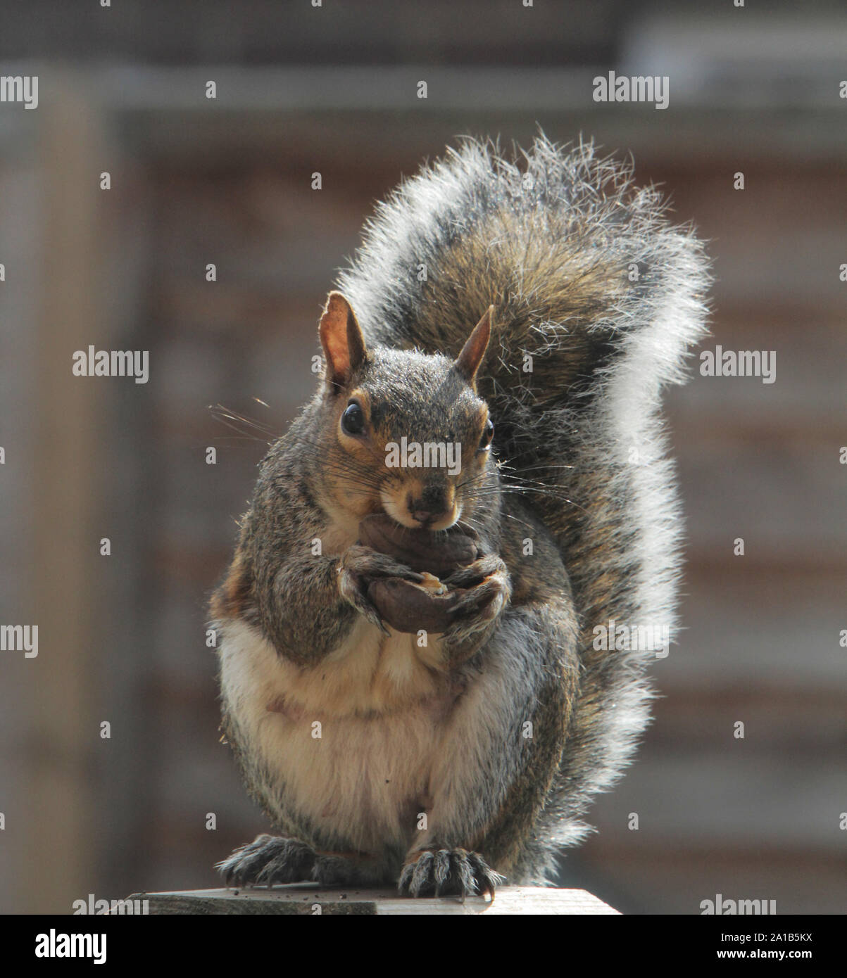 Squirrel eating a nut Picture jack Ludlam Stock Photo Alamy