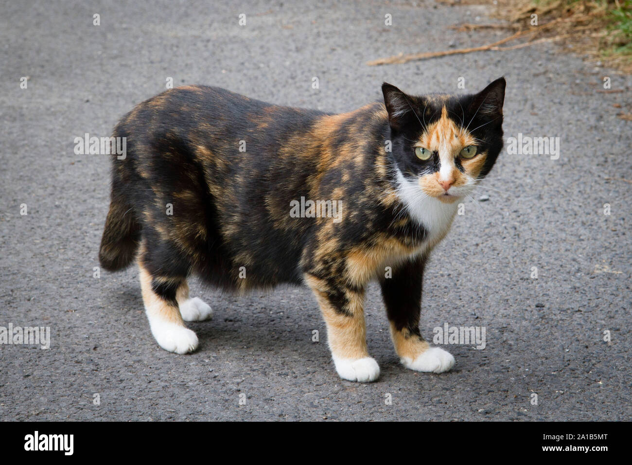 calico cat, Germany.  Katze, Glueckskatze, Deutschland. Stock Photo