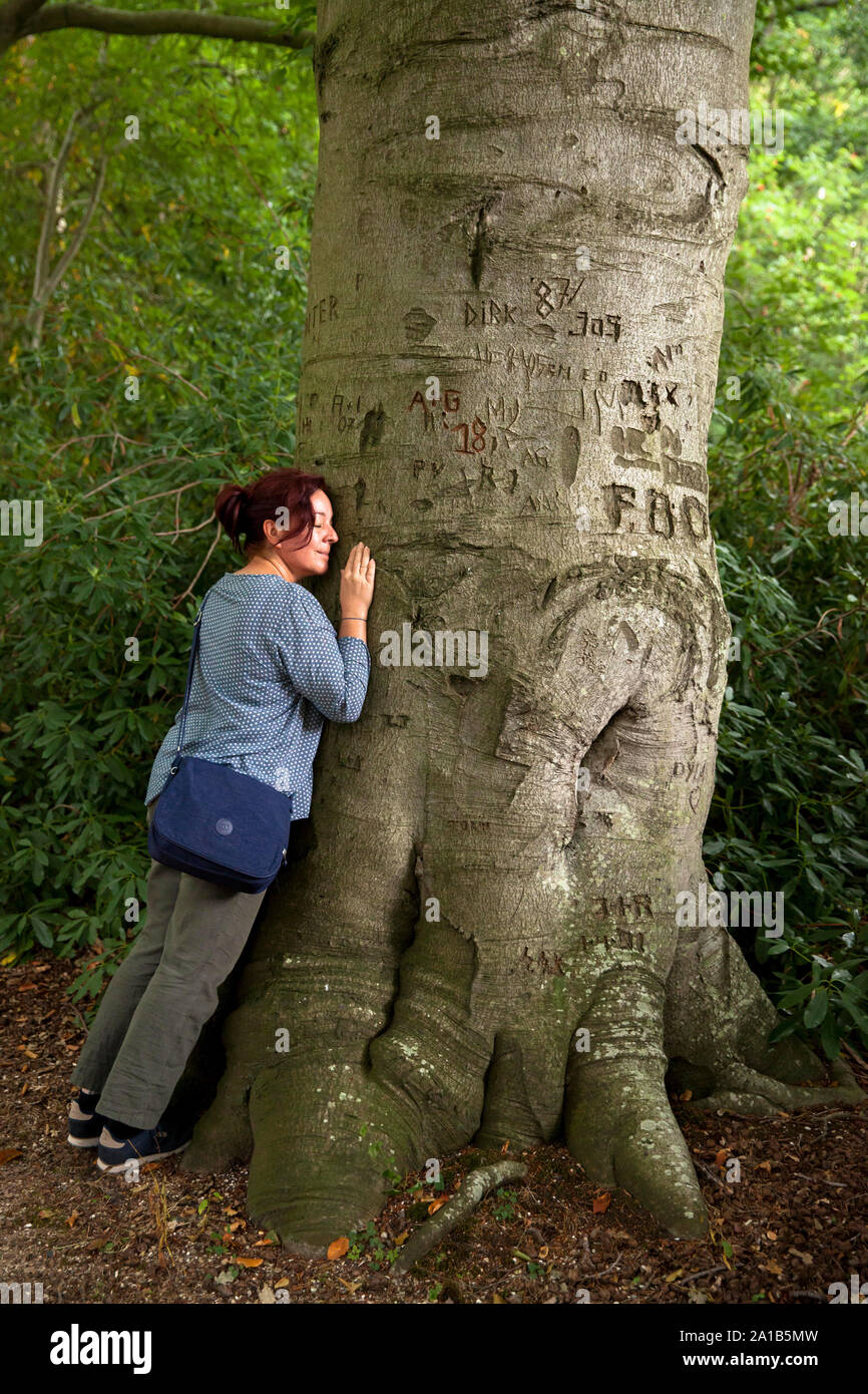 woman leaning against an old beech tree in the nature reserve de Manteling near Oostkapelle on the peninsula Walcheren, Zeeland, Netherlands.  Frau st Stock Photo