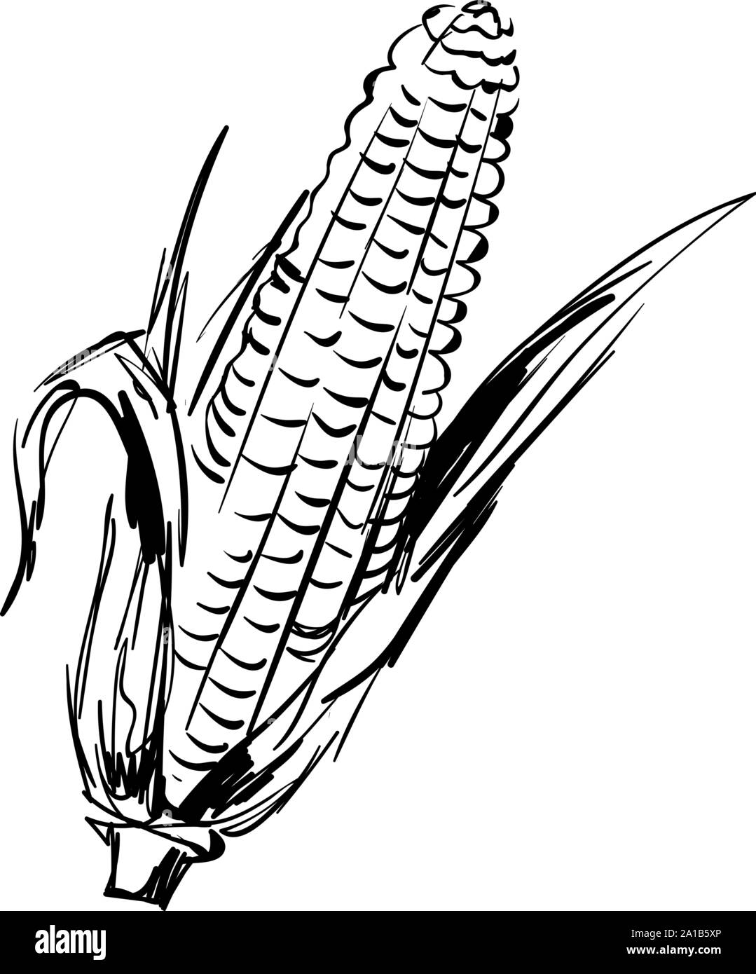 Corn drawing, illustration, vector on white background Stock Vector ...