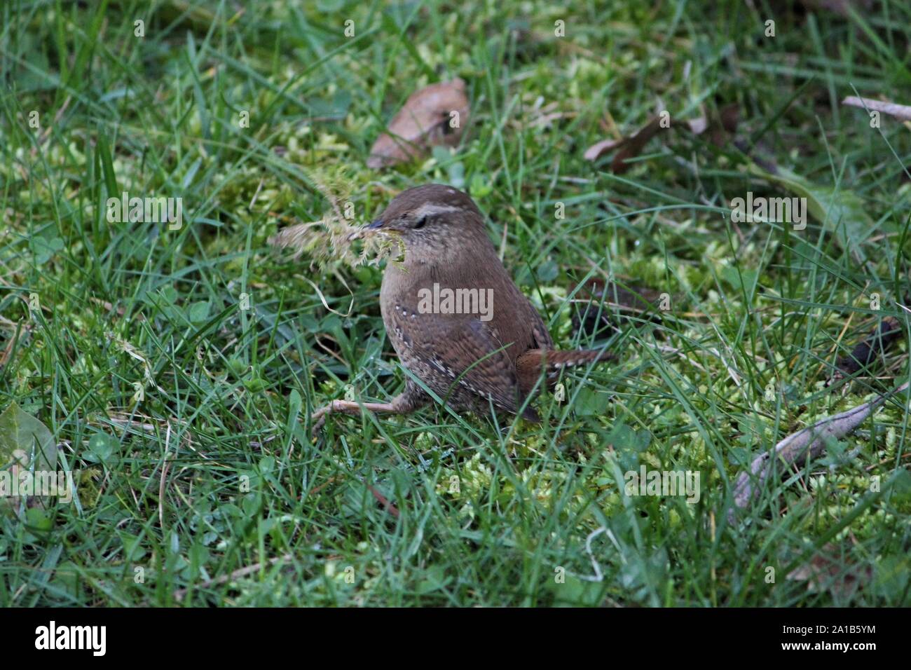 Northern Wren (Troglodytes troglodytes), collecting moss for nest-building at a cemetery at Bocholt, Germany Stock Photo