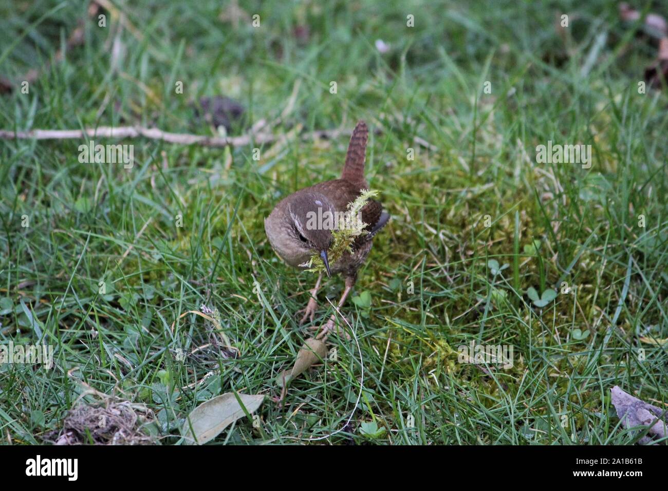Northern Wren (Troglodytes troglodytes), collecting moss for nest-building at a cemetery at Bocholt, Germany Stock Photo