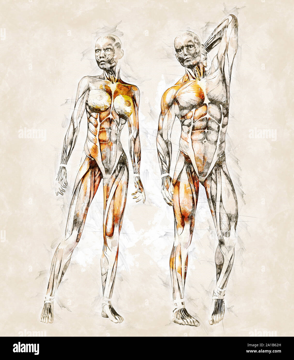 How To Draw Human Muscle Anatomy How To Draw Human Muscle Anatomy