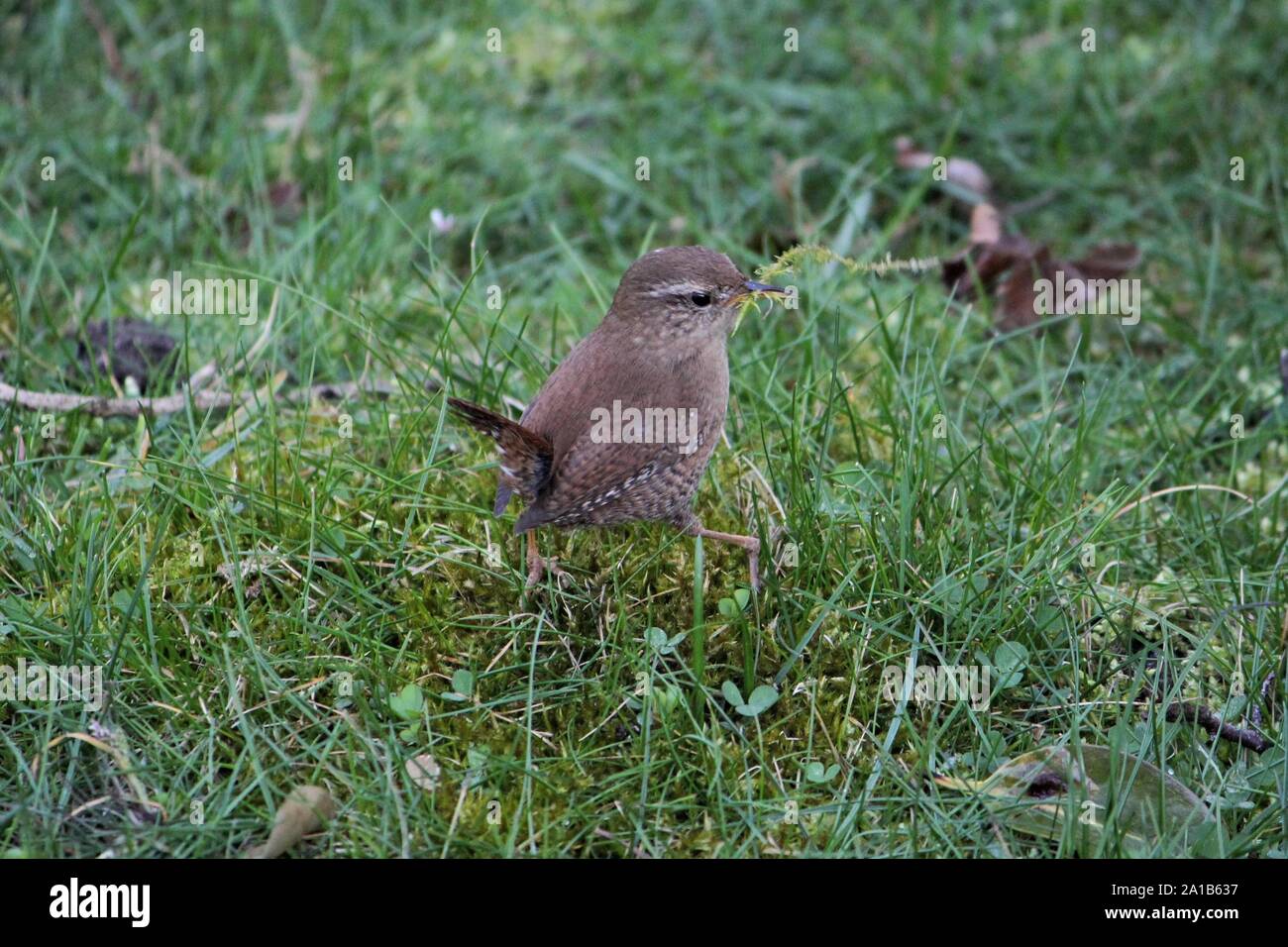 Northern Wren (Troglodytes troglodytes), collecting moss for nest-building at a cemetery at Bocholt, Germany Stock Photo