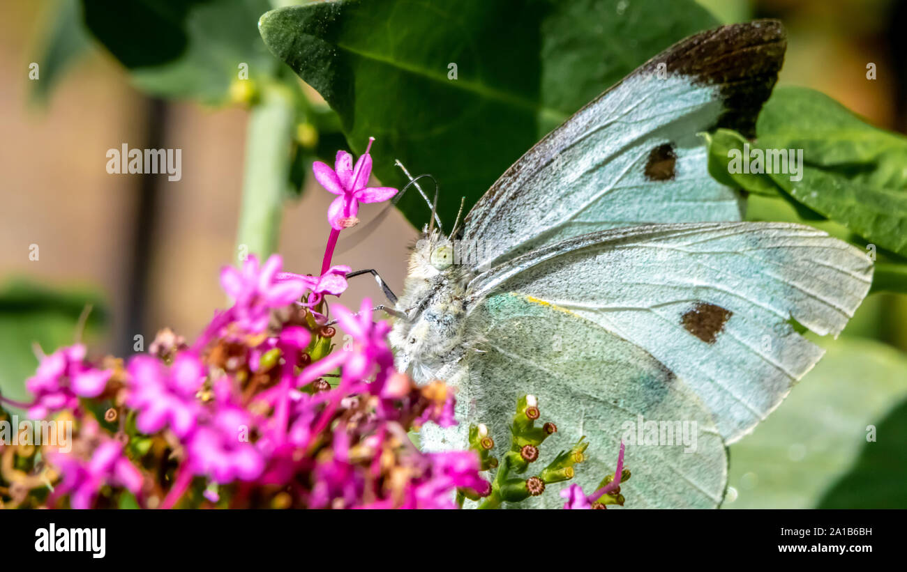 small white butterfly, feeding on nectar from pink flower Stock Photo