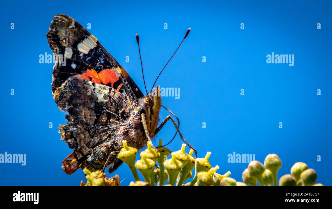 Red Admiral butterly, Vanessa Atlanta, with closed wings feeding on ivy flower, Blue sky background, summer UK Stock Photo