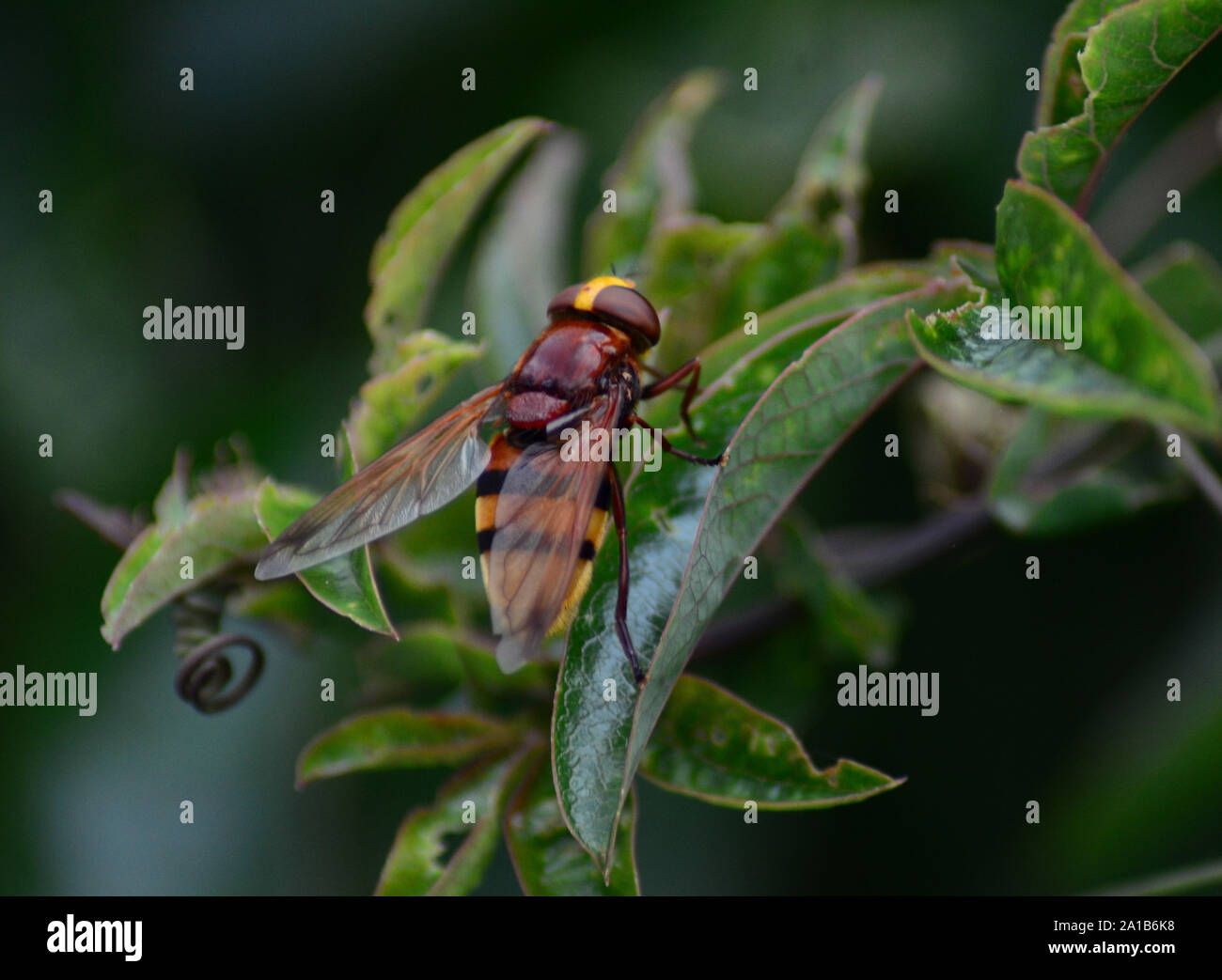Passion flower leaves mimic hires stock photography and images Alamy