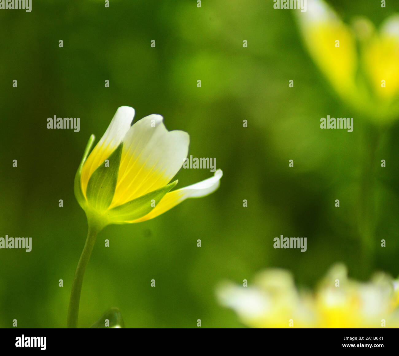 Poached egg plant Limnanthes douglasii white and yellow flowers against sunlight Stock Photo