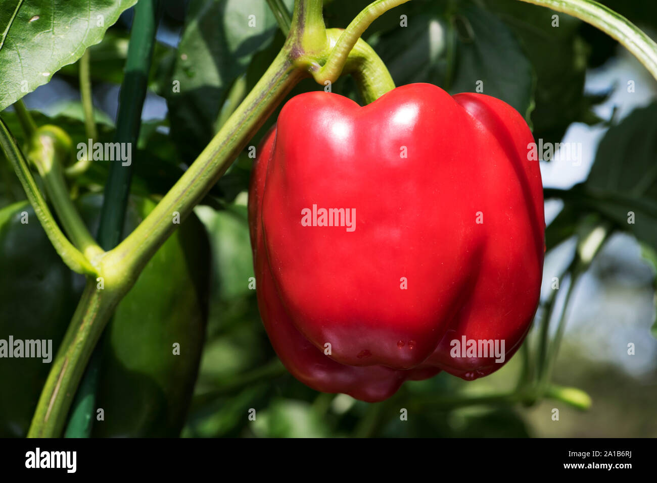 Closeup of an appetizing red bell pepper on a plant. Stock Photo