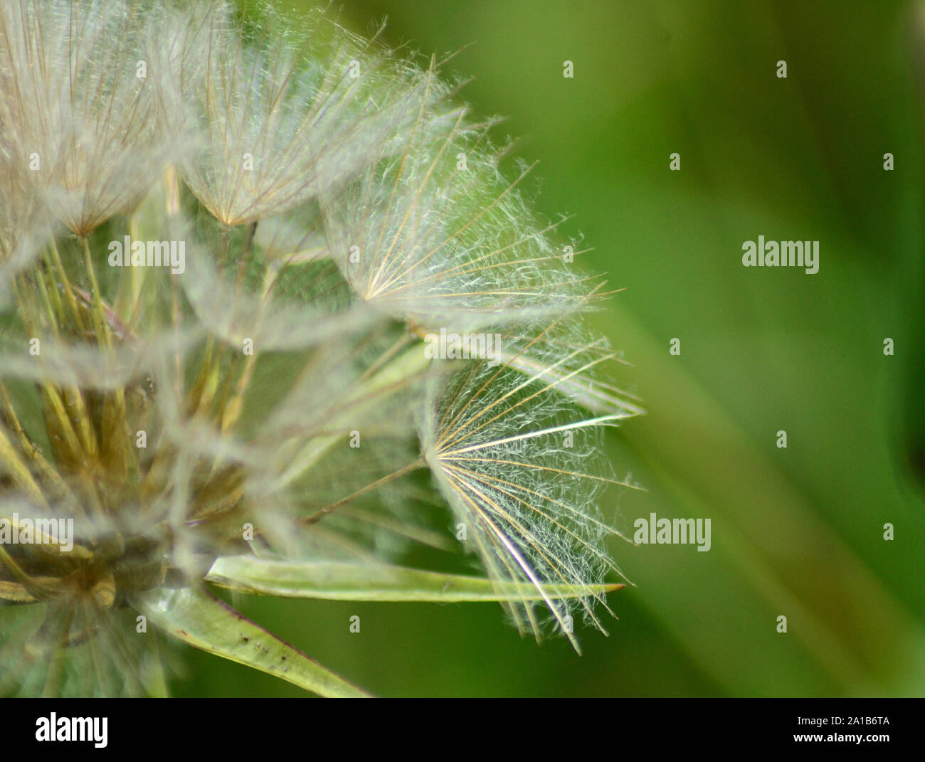 Macro image of Dandelion clock, dandelion seeds Stock Photo