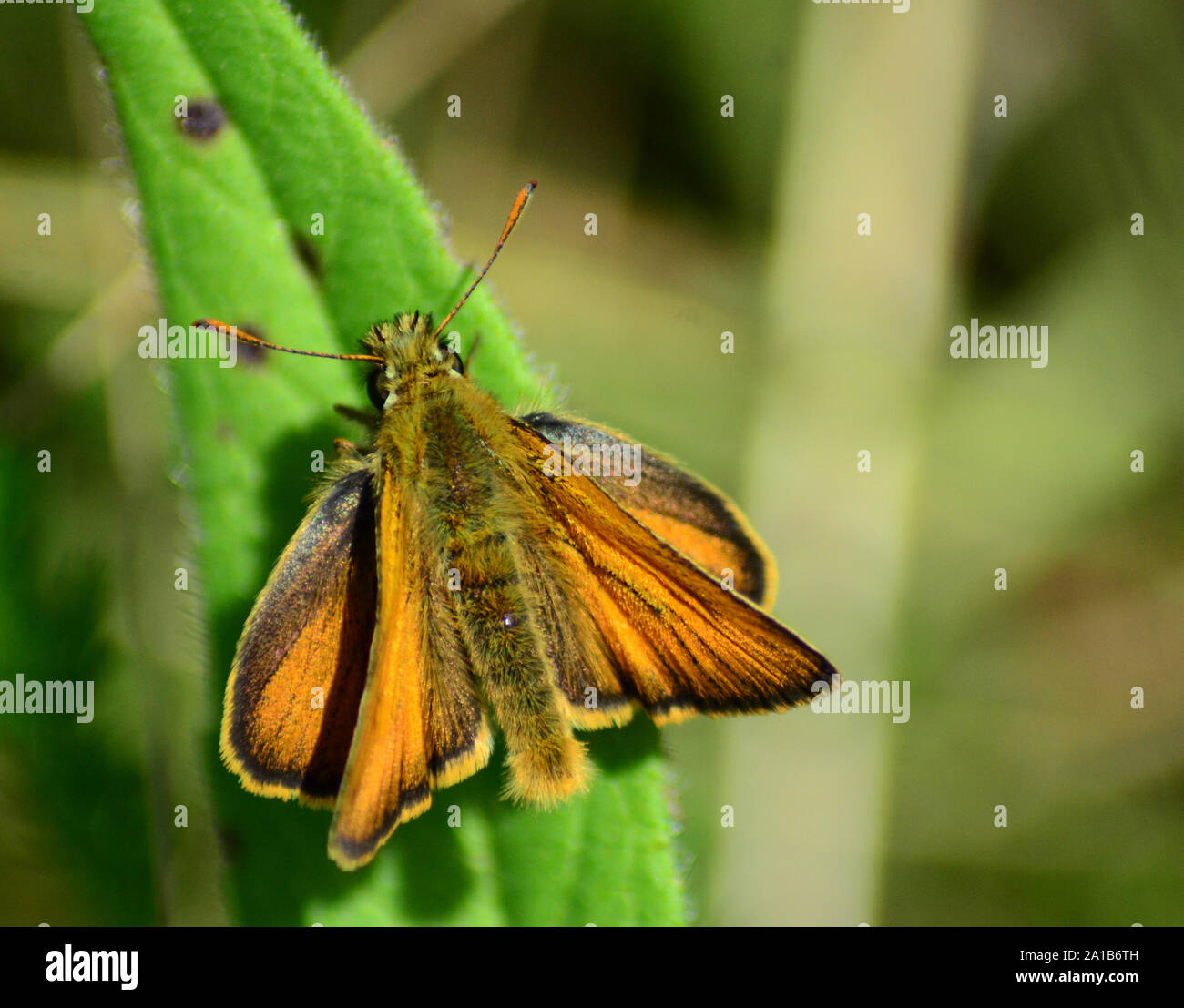 British Skipper butterfly, orange and black, on leaf Stock Photo