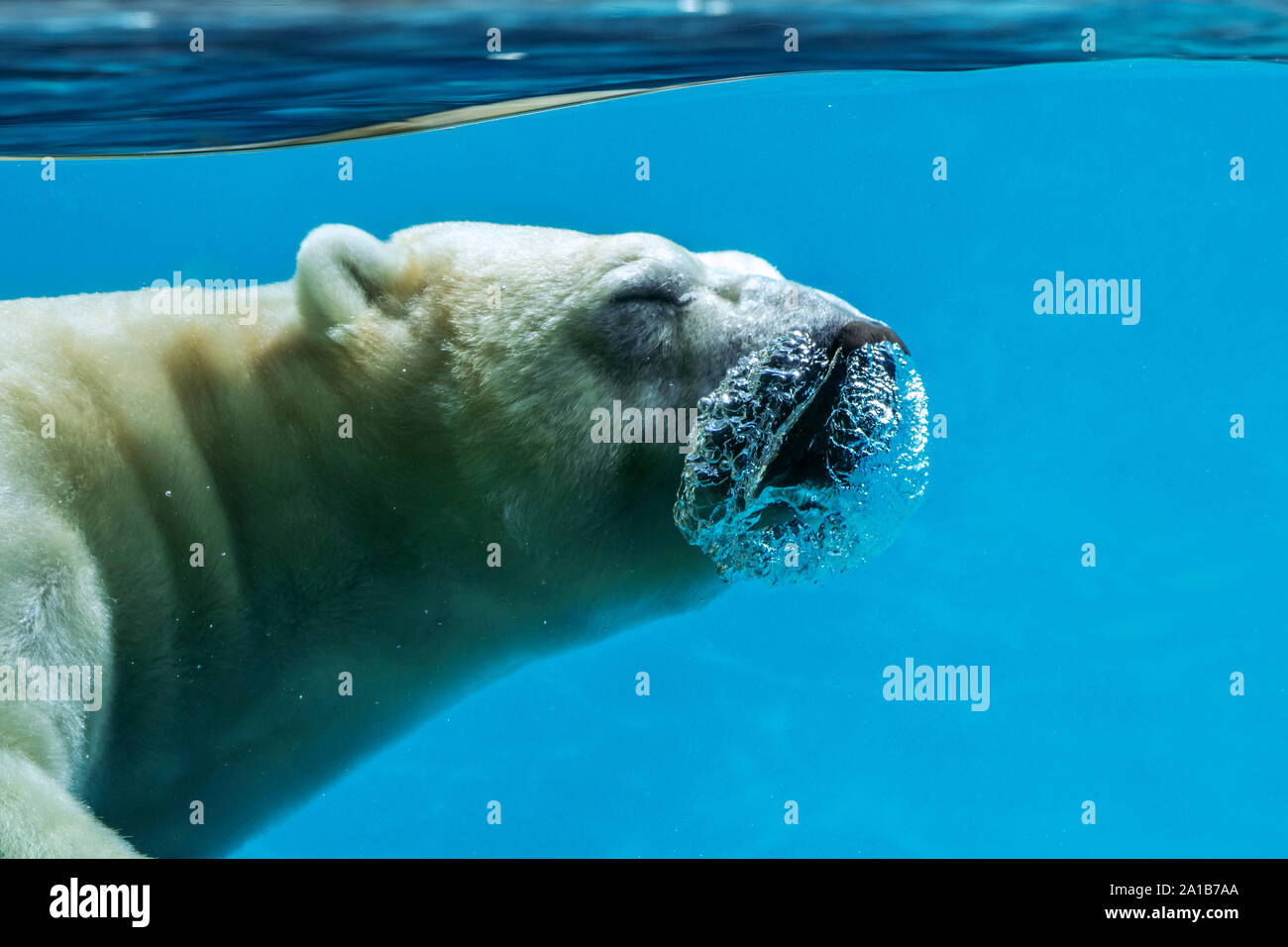 Polar bear (Ursus maritimus / Thalarctos maritimus) swimming underwater and breathing out / exhaling through nose showing air bubbles Stock Photo