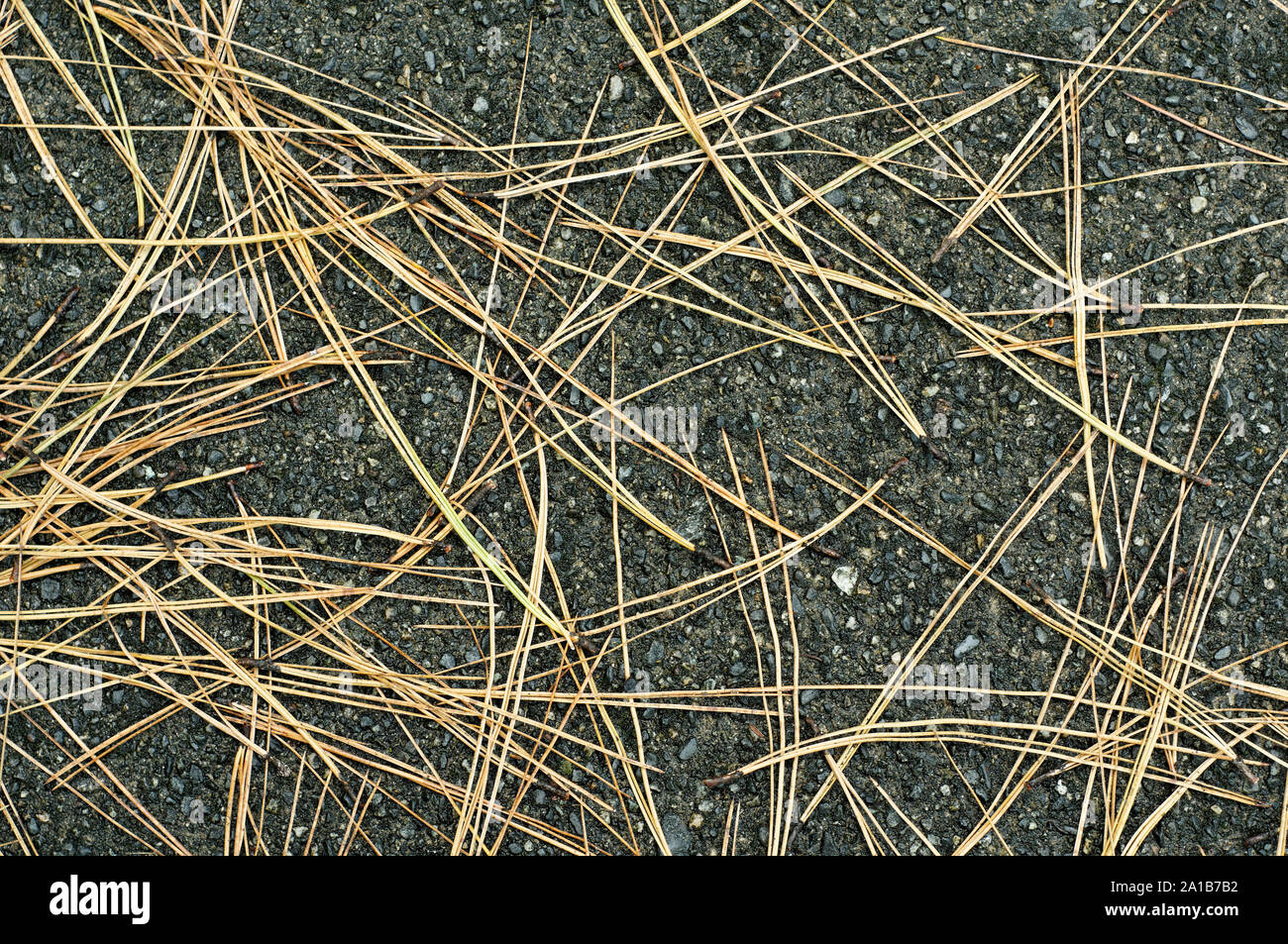 Long brown pine needles lying on dark asphalt road Stock Photo