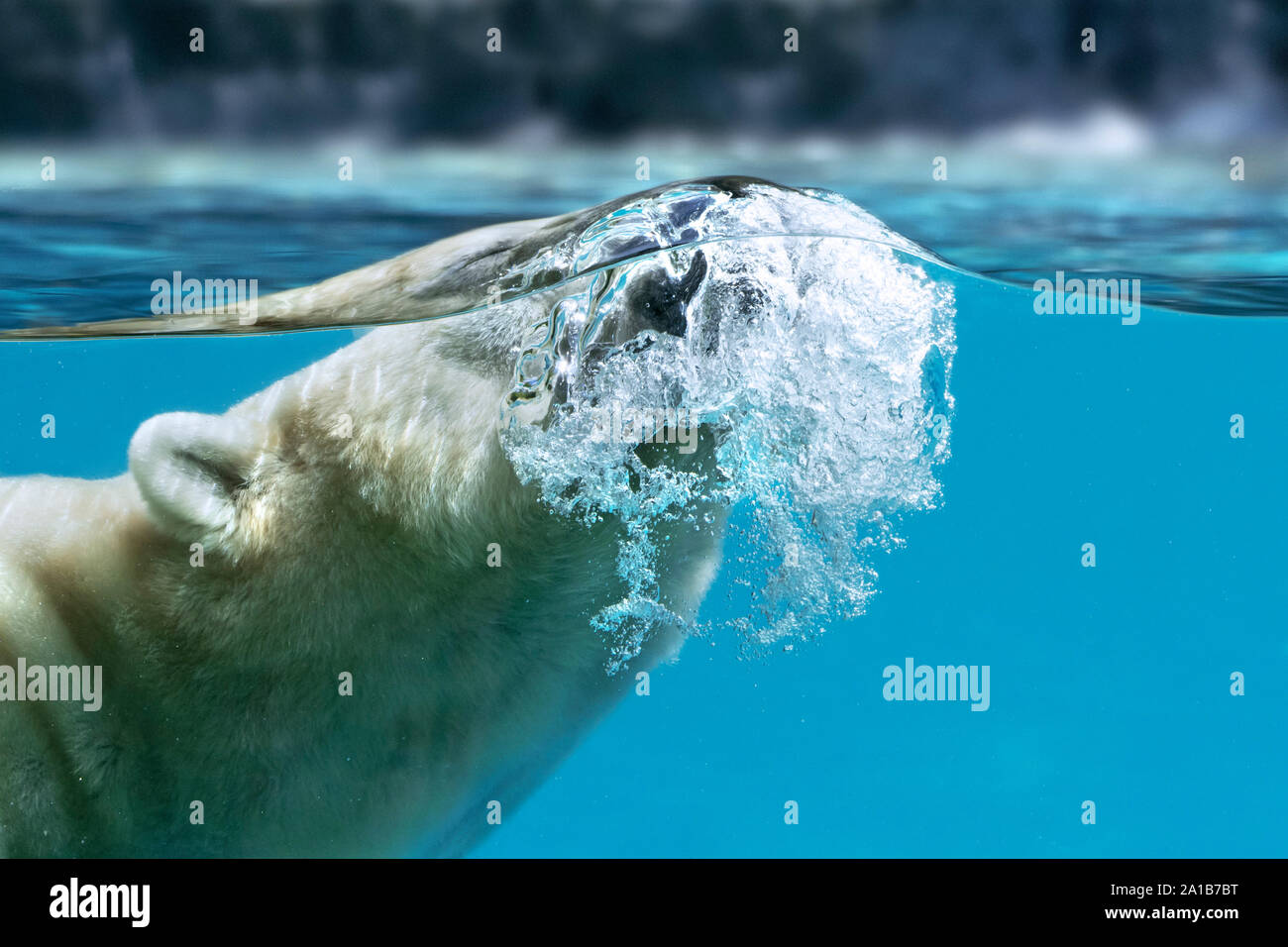 Polar bear (Ursus maritimus / Thalarctos maritimus) swimming underwater and breathing out / exhaling through nose showing air bubbles Stock Photo