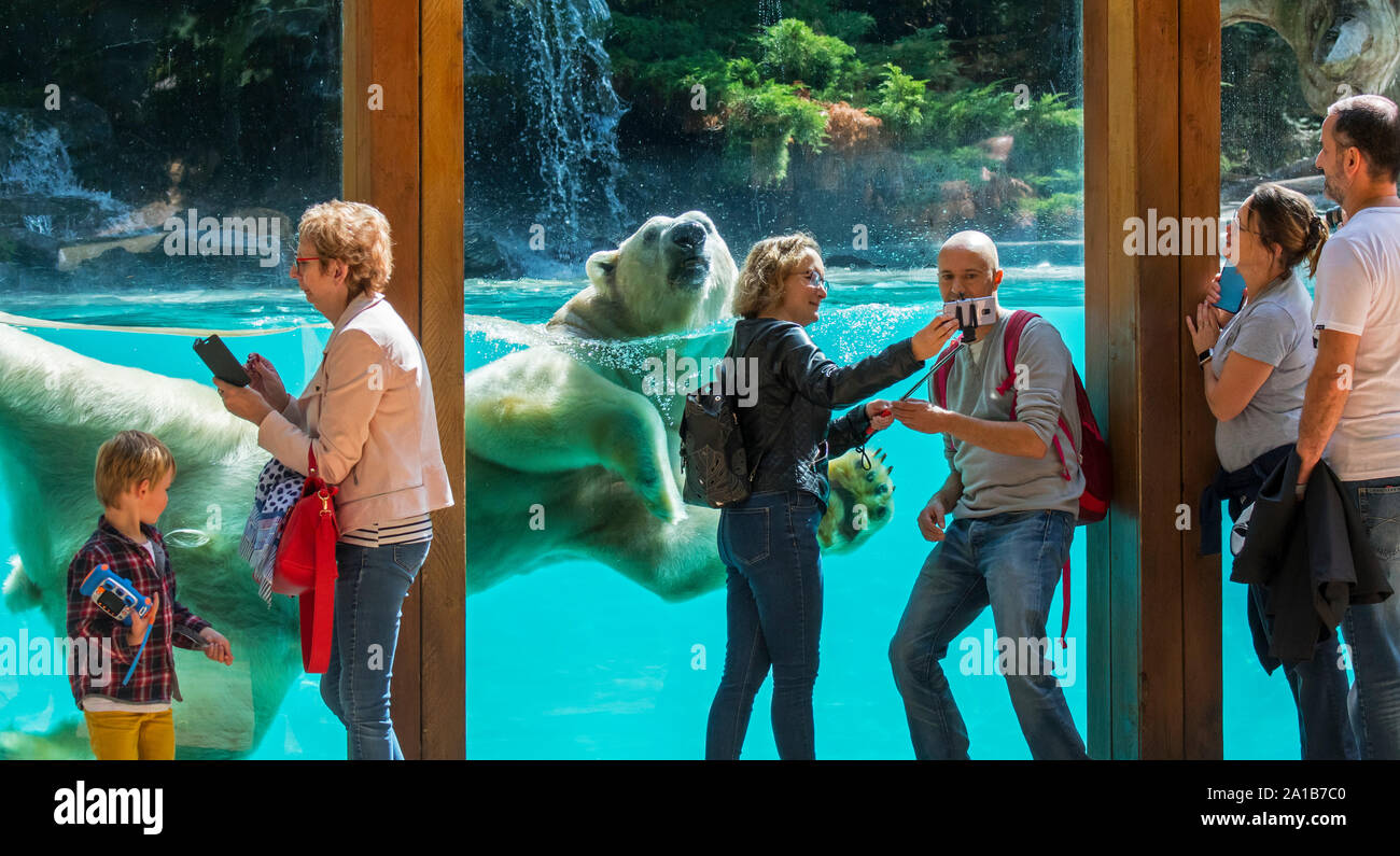Visitors taking selfies with smartphones while giant polar bear (Ursus maritimus / Thalarctos maritimus) is swimming past, Zoo de la Flèche, France Stock Photo