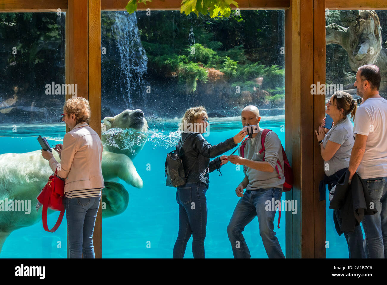 Visitors taking selfies with smartphones while giant polar bear (Ursus maritimus / Thalarctos maritimus) is swimming past, Zoo de la Flèche, France Stock Photo