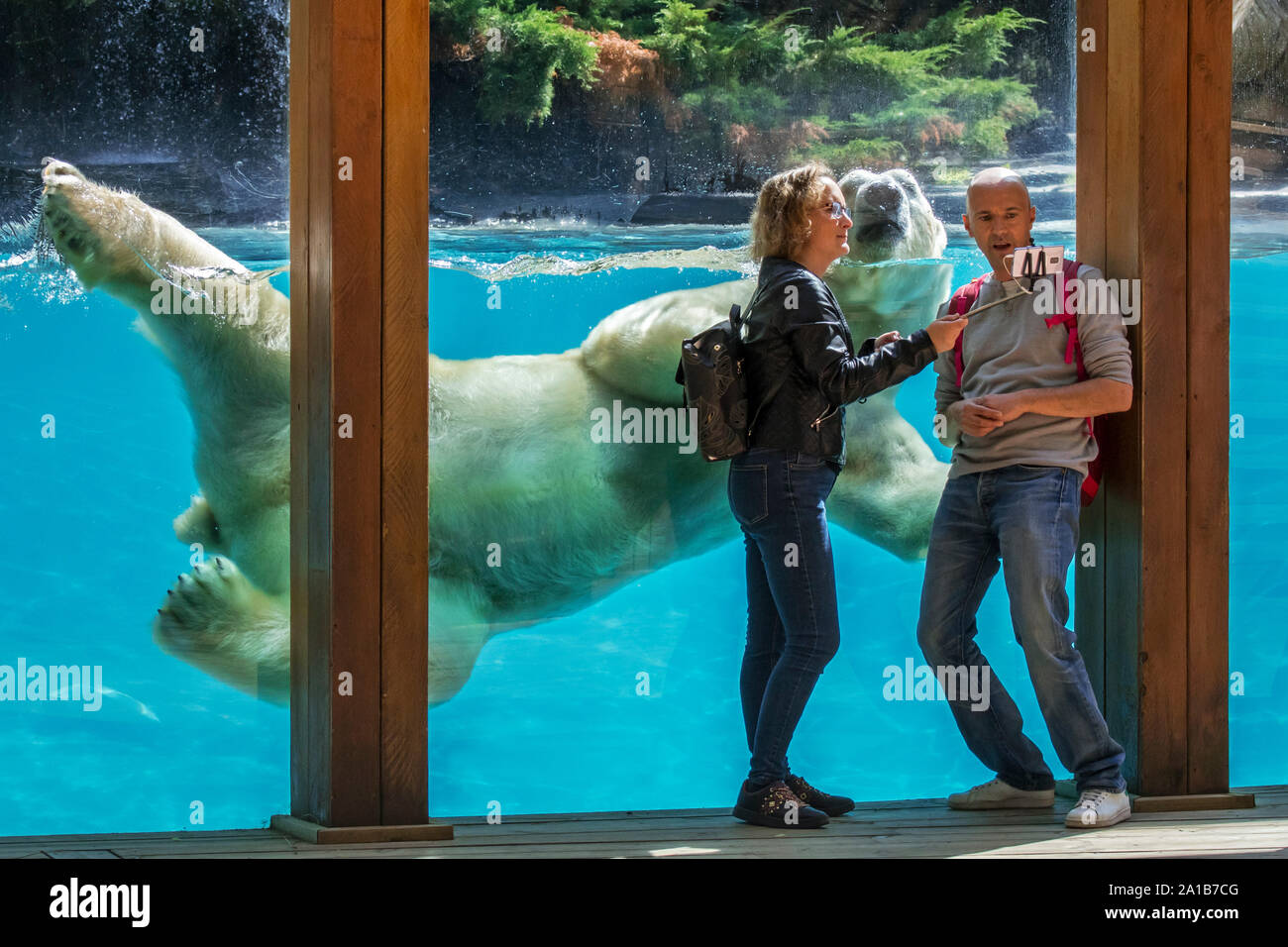 Visitors taking selfie with smartphone while giant polar bear (Ursus maritimus / Thalarctos maritimus) is swimming past, Zoo de la Flèche, France Stock Photo