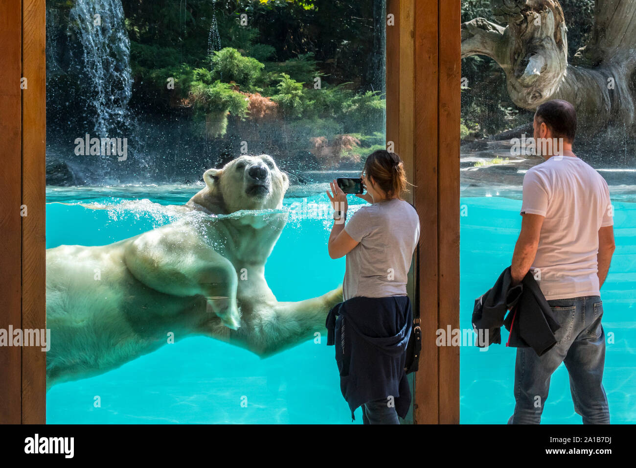 Visitors taking pictures with smartphone while giant polar bear (Ursus maritimus / Thalarctos maritimus) is swimming past, Zoo de la Flèche, France Stock Photo