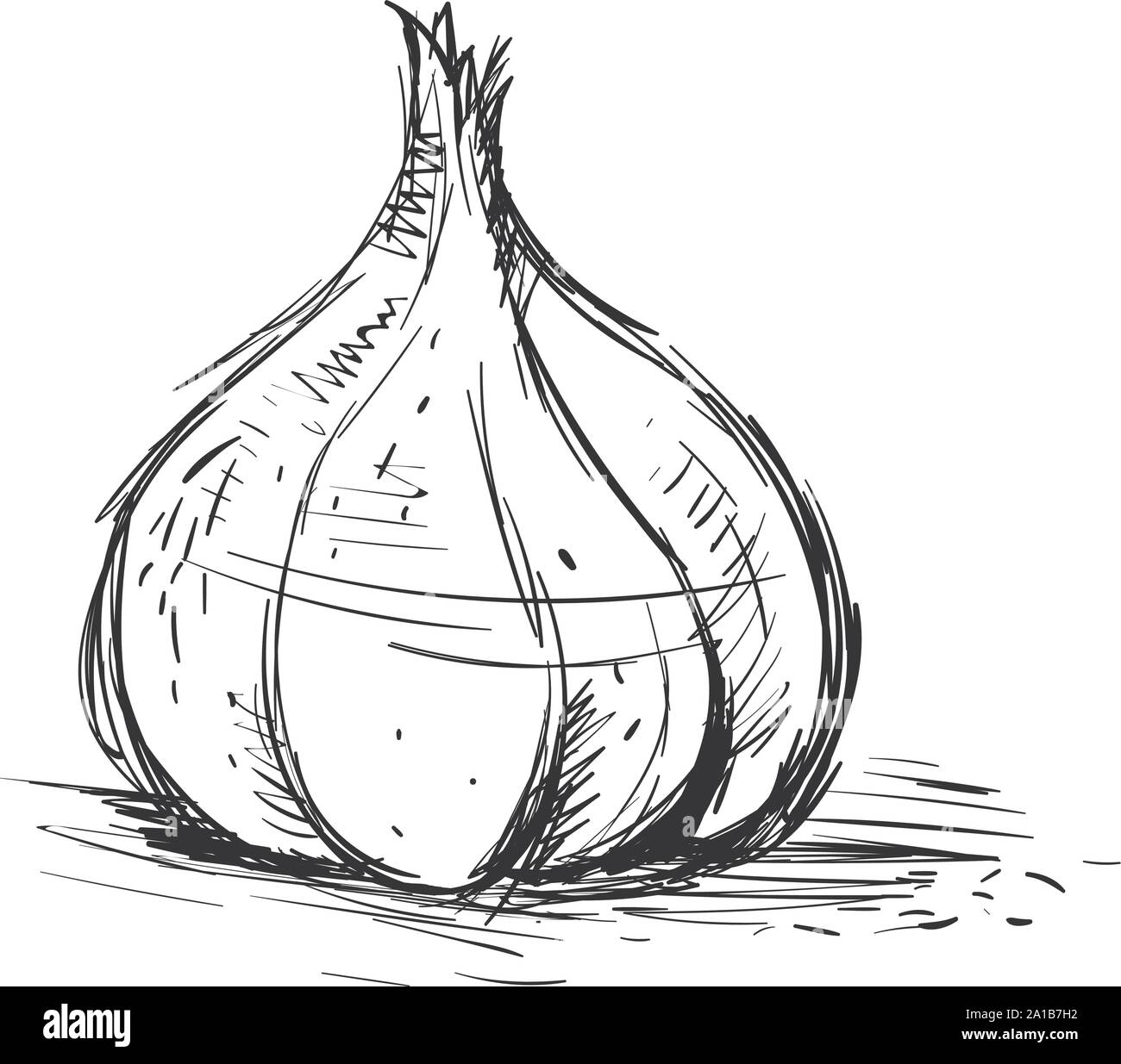 Garlic drawing, illustration, vector on white background Stock Vector