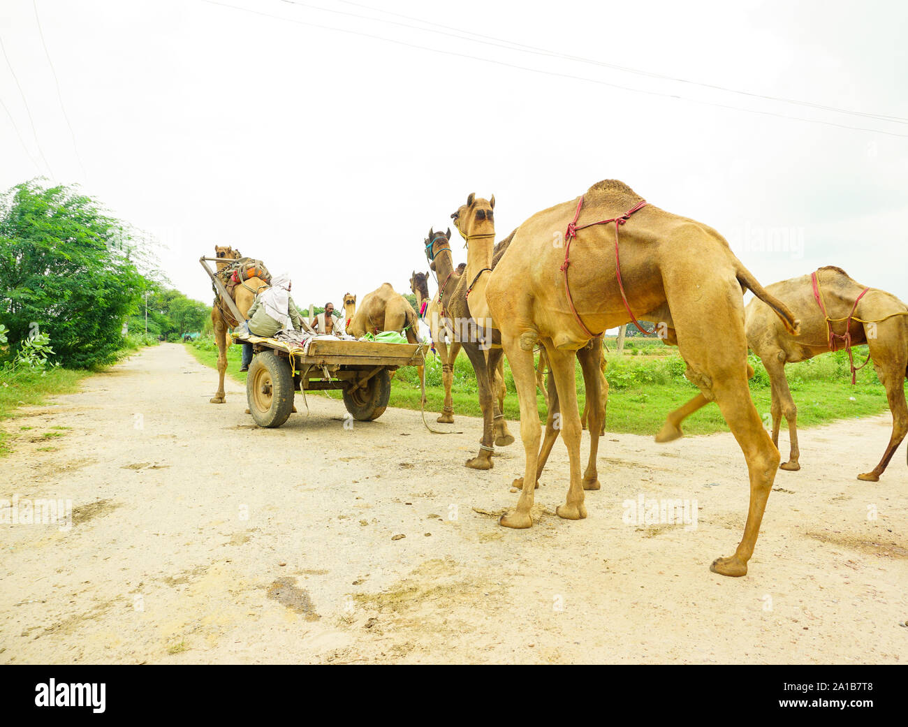 india - utter pradesh - mathura - september 15, 2019, on village street some camels are hauled by a camel cart Stock Photo