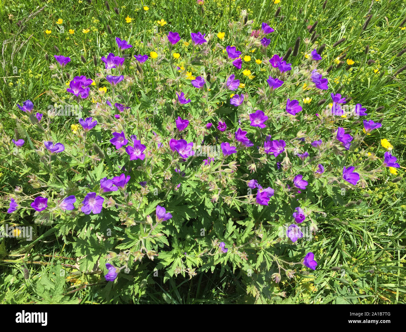 Purple flowers in spring Stock Photo - Alamy