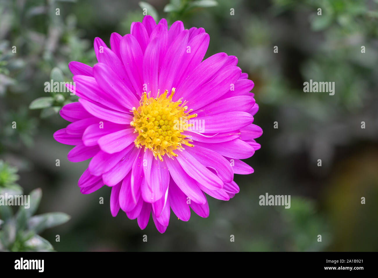 Bushy Aster (Aster dumosus), close up of the flower head Stock Photo