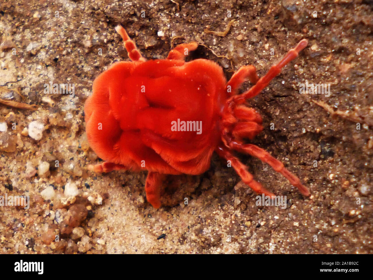 The Red velvet Mite is usually only encountered after heavy rains early ...