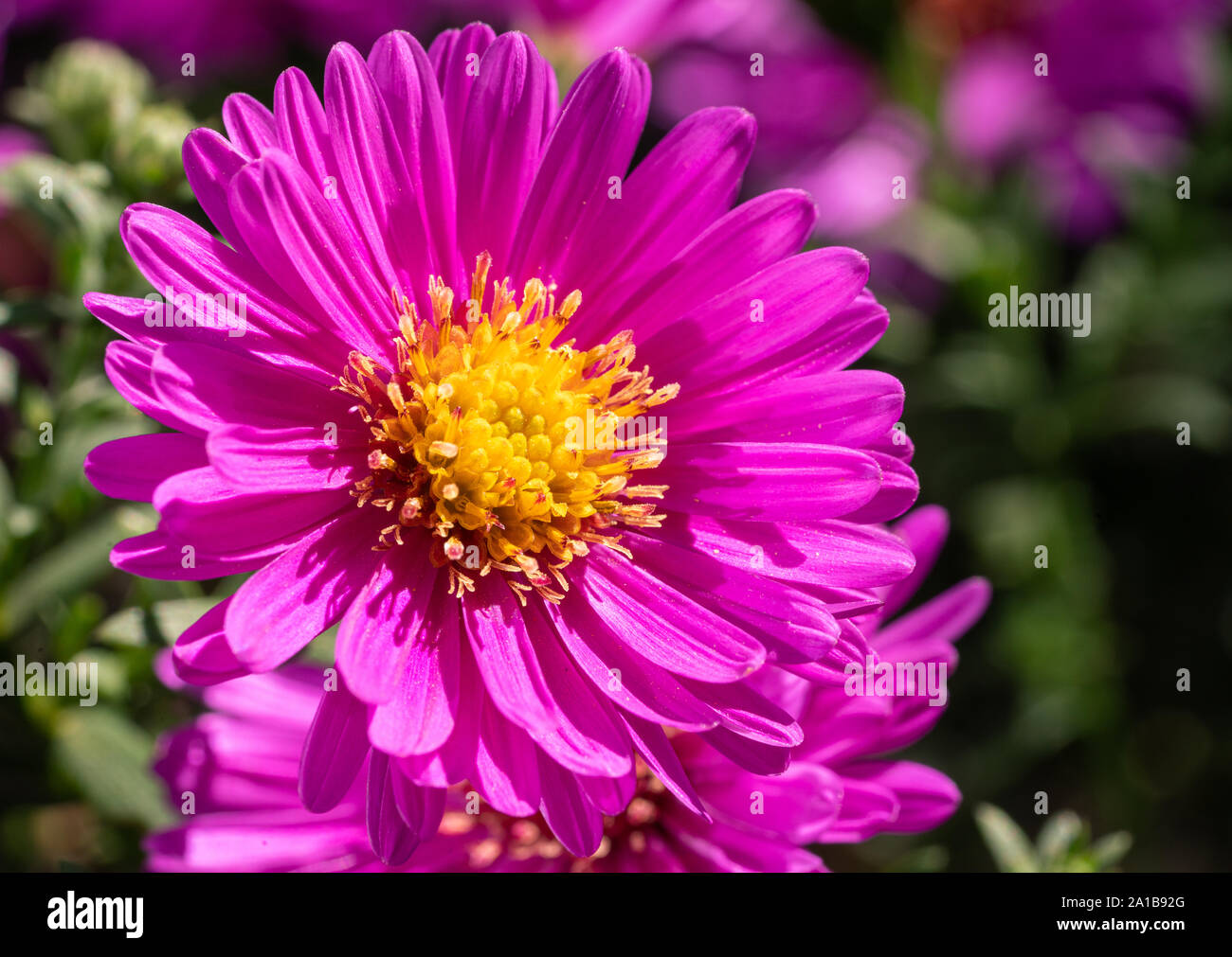 Bushy Aster (Aster dumosus), close up of the flower head Stock Photo