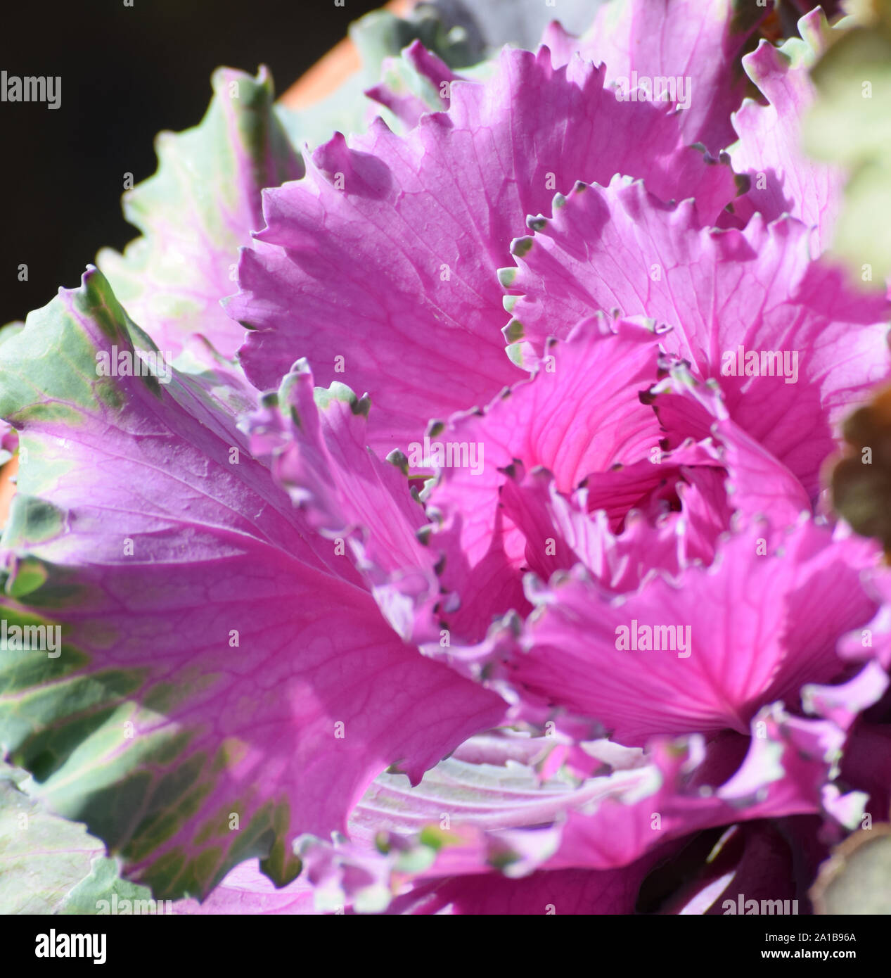 Colourfulness of the Ornamental cabbage Stock Photo