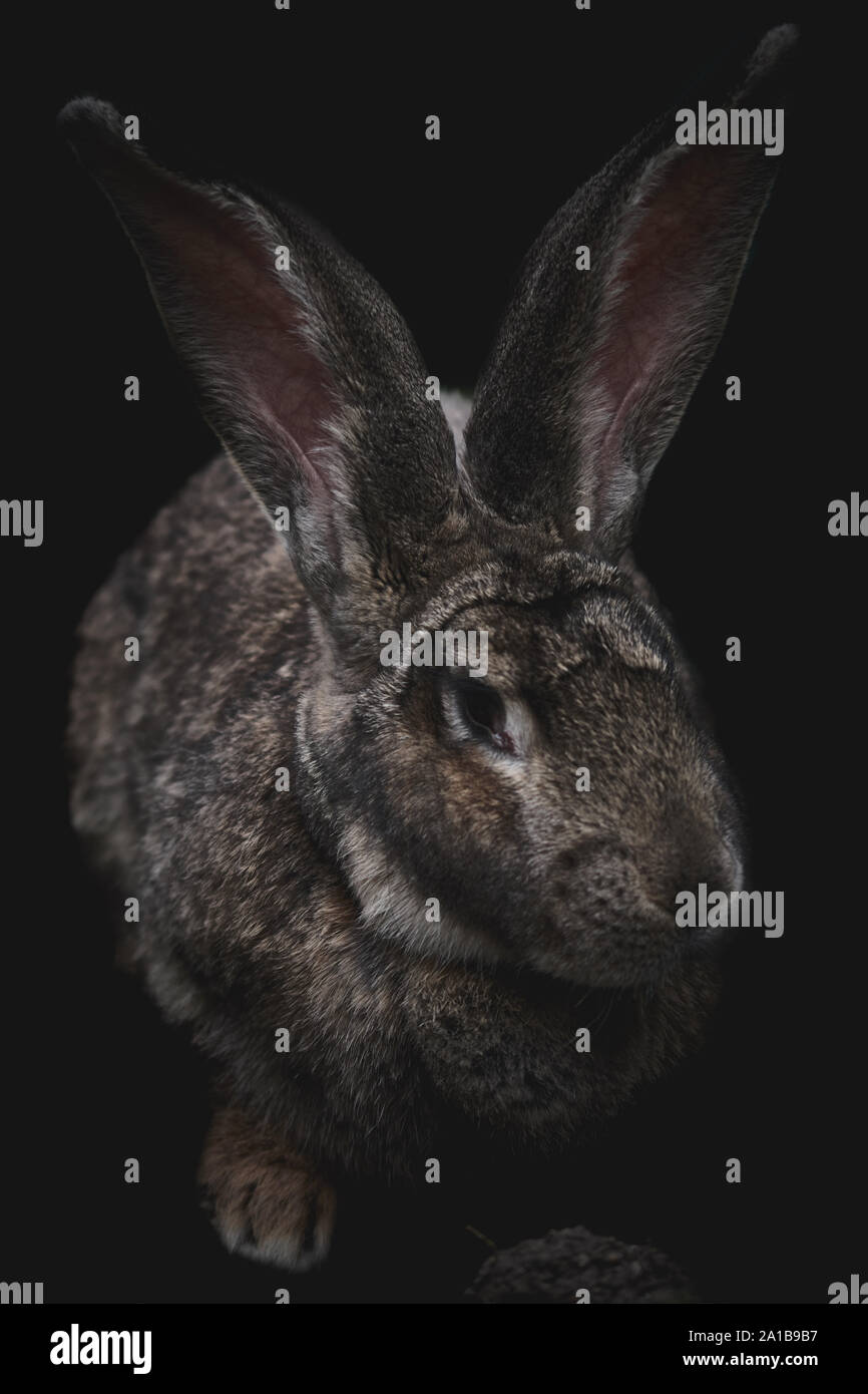 Brown rabbit cut out on black background Stock Photo