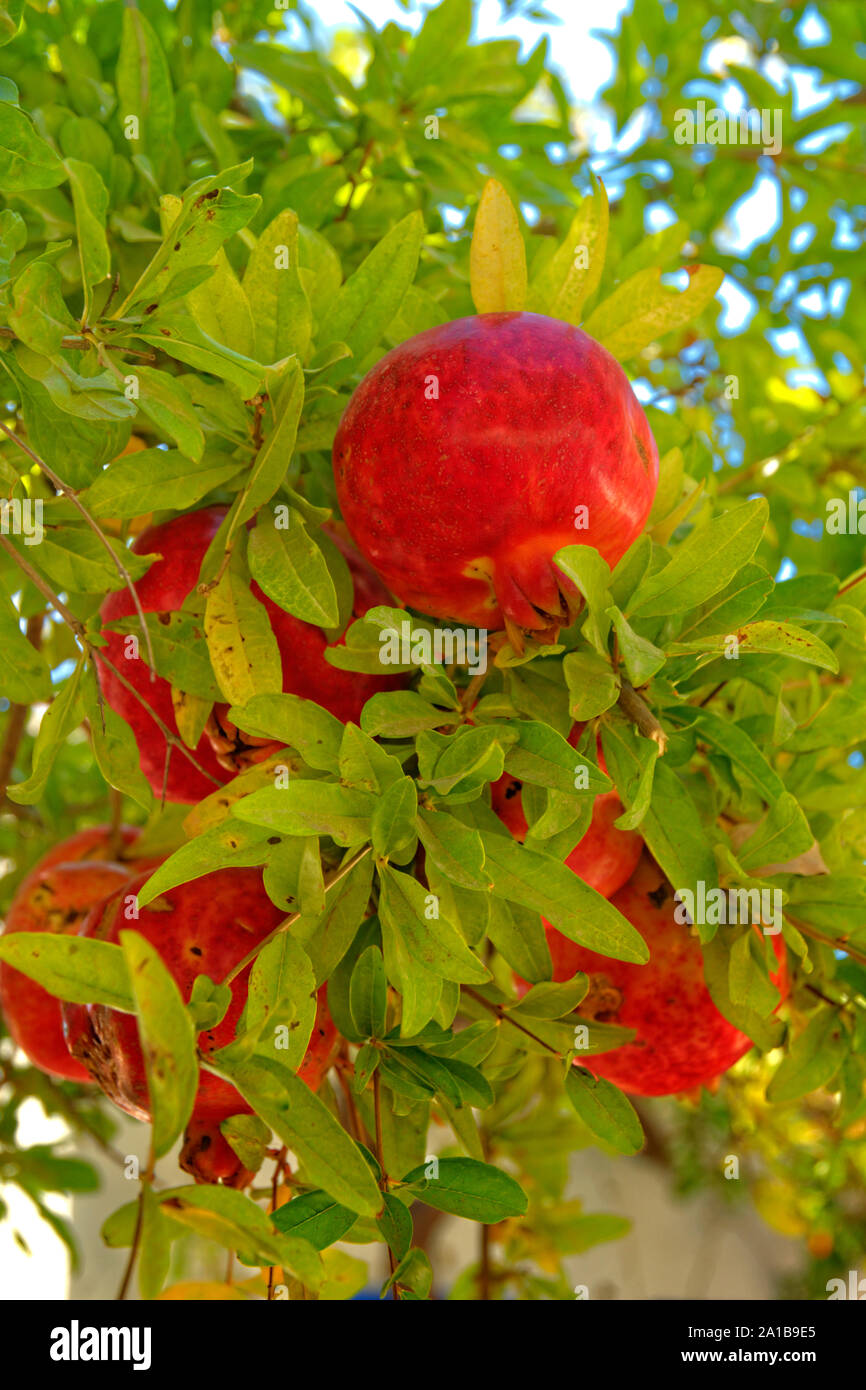 Pomegranate fruit on Pomegranate tree. Stock Photo