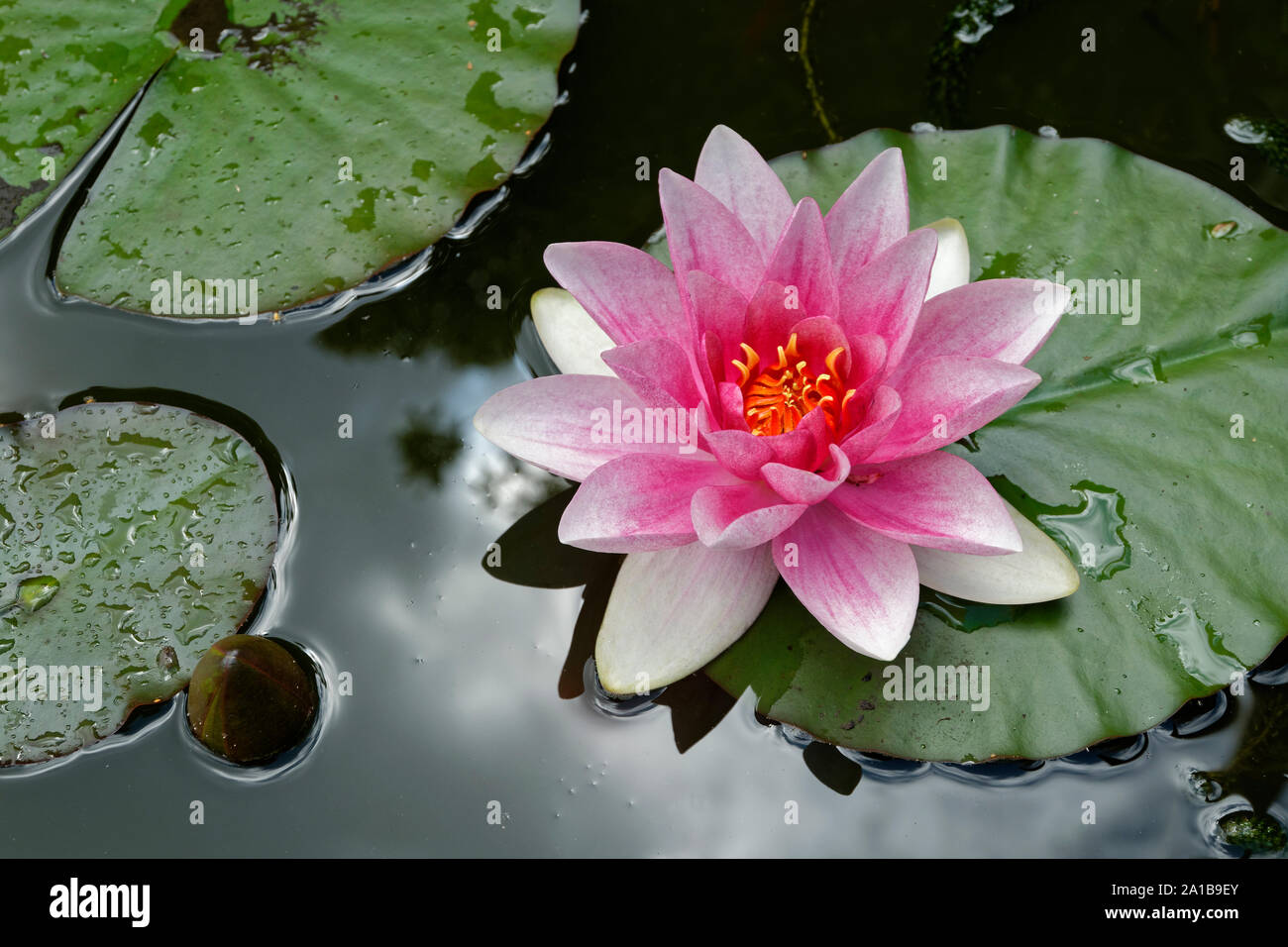 Pink Water Lily. Stock Photo