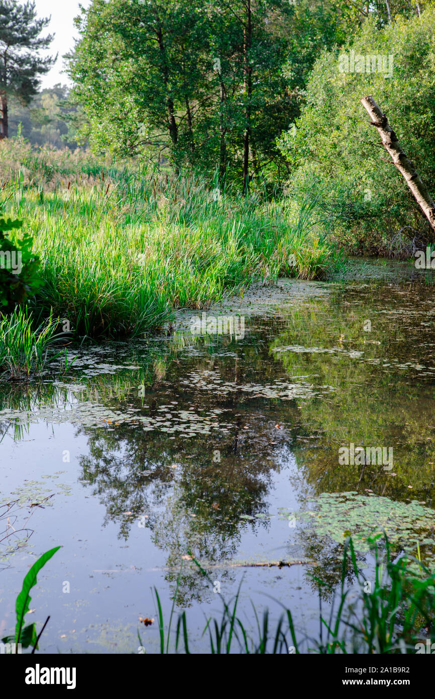 view of the lake with forest reflection in the water Stock Photo - Alamy