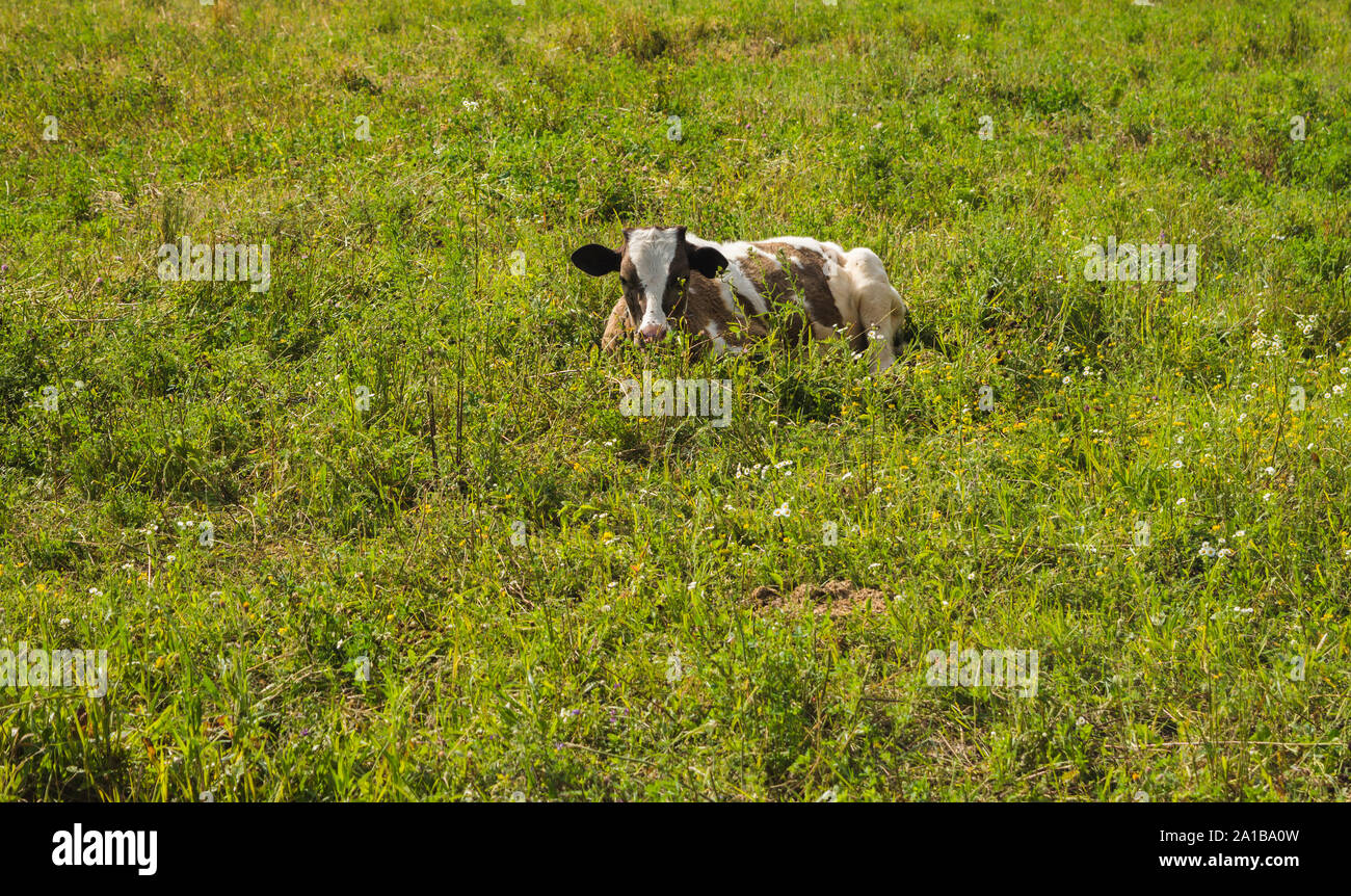 Cow lying down in grass field Stock Photo - Alamy