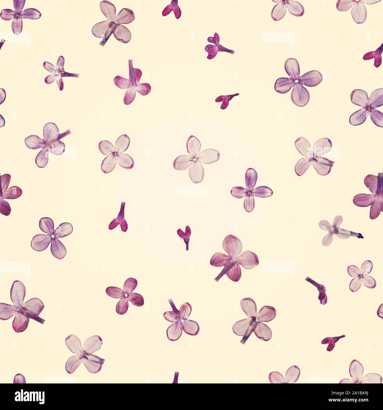 Pressed and dried flowers pattern Stock Photo