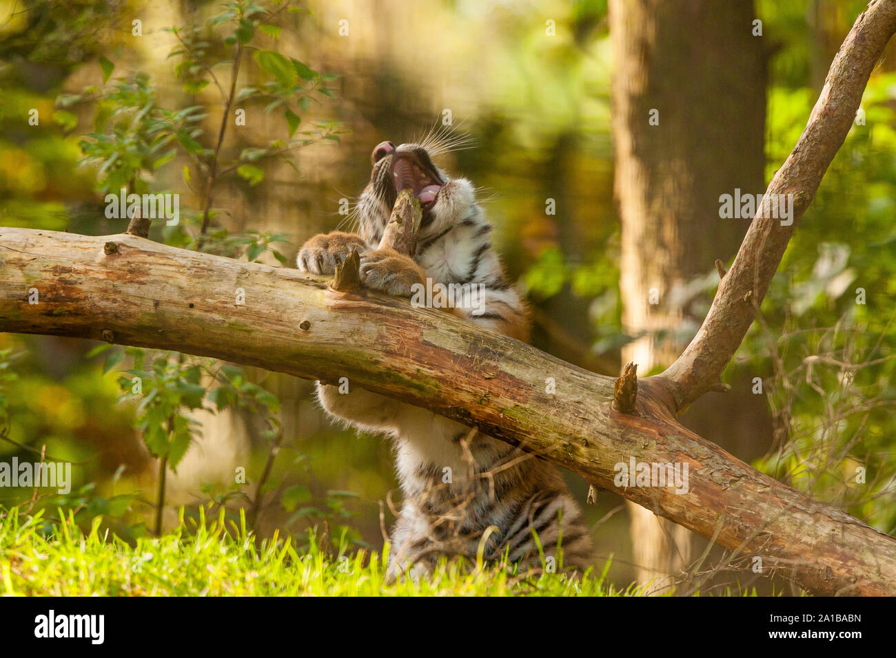 Amur/Siberian Tiger Cub (Panthera Tigris Altaica) biting a fallen Tree ...