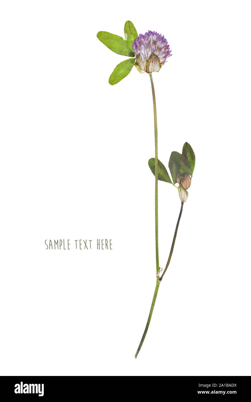 Pressed and dried flower Stock Photo Alamy