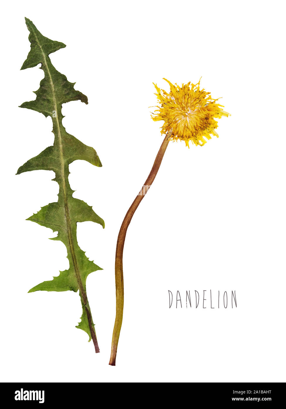 Dried Dandelion High Resolution Stock Photography And Images Alamy