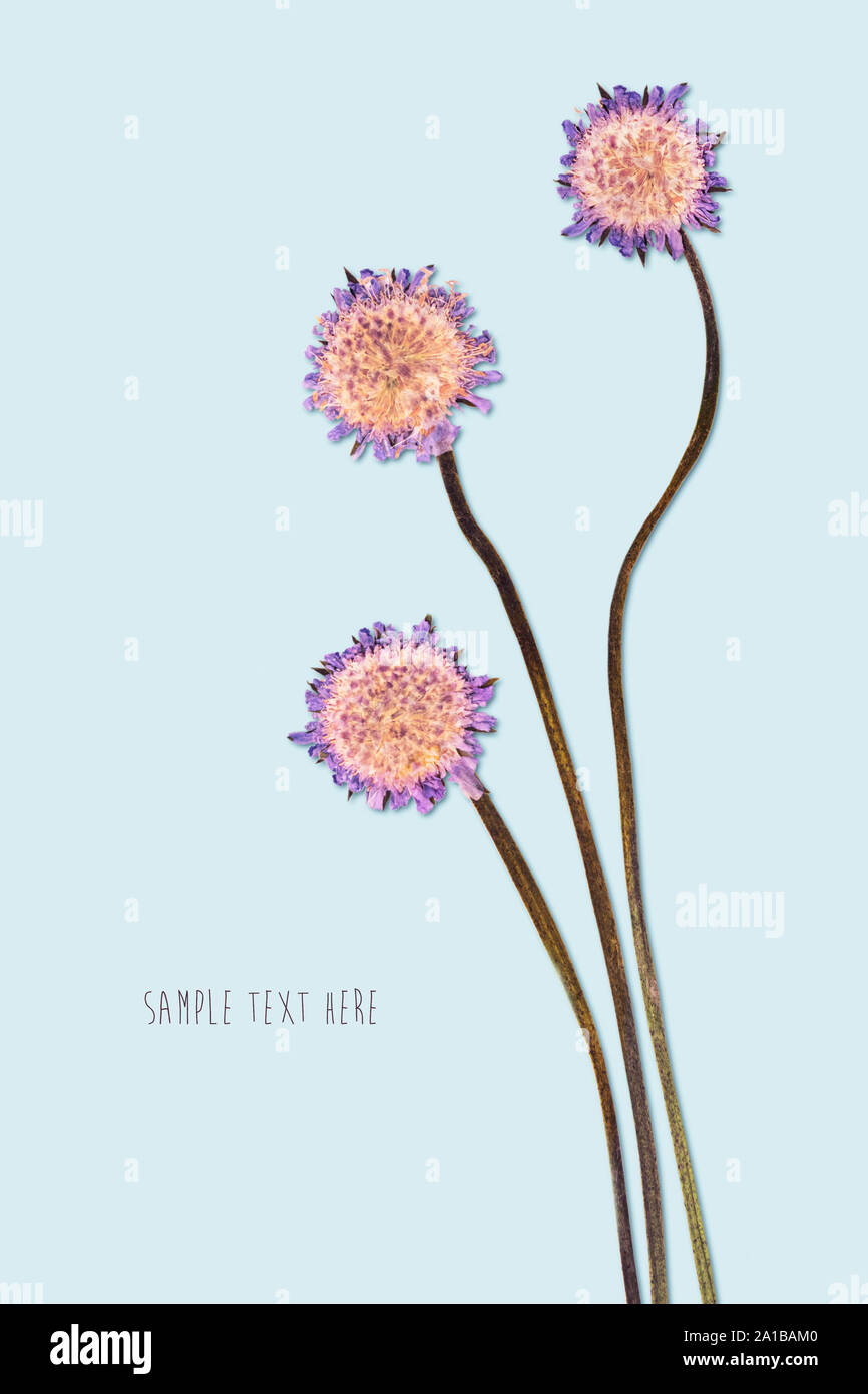 Pressed and dried flowers Stock Photo Alamy