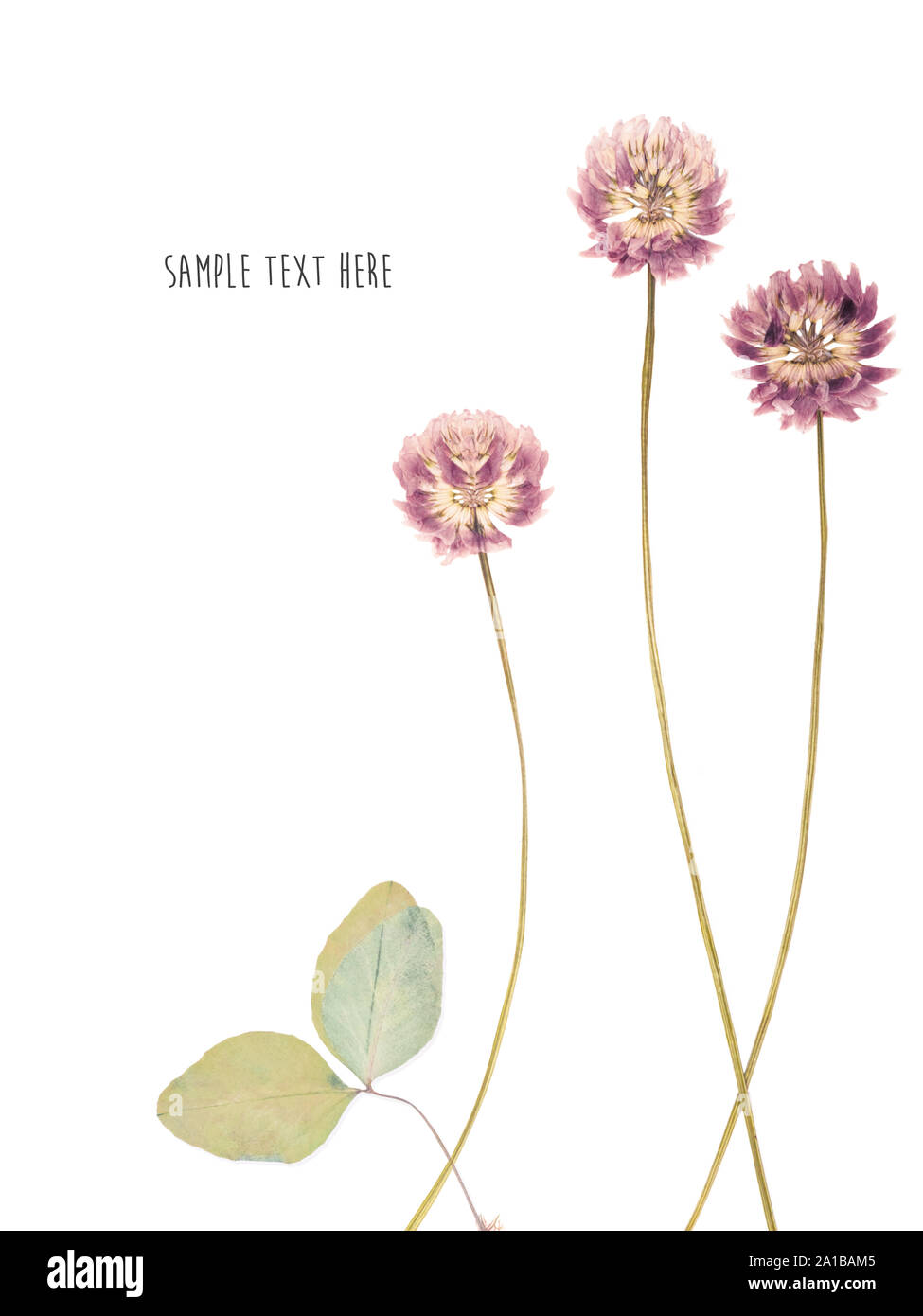 Pressed and dried flower Stock Photo Alamy