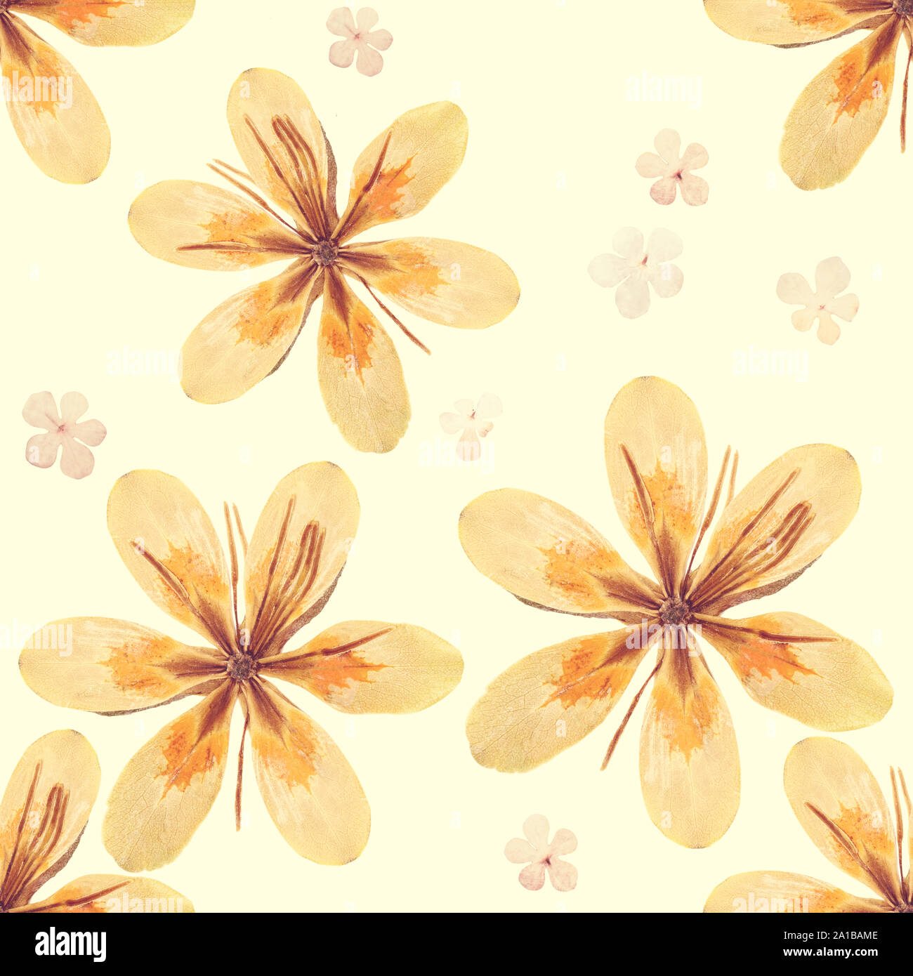 Pressed and dried flowers pattern Stock Photo