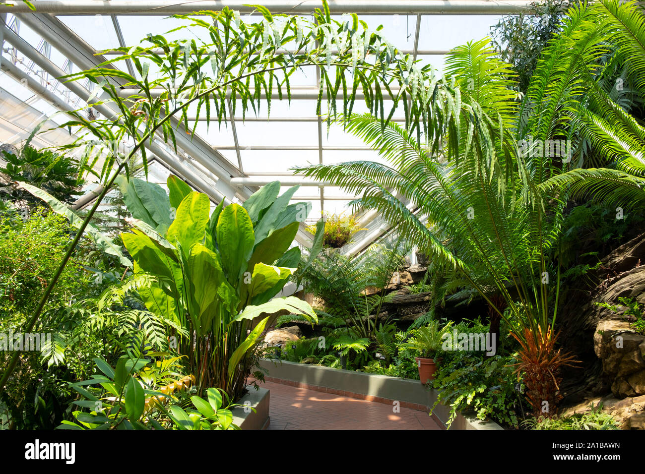 Tropical plants inside the conservatory at the Brooklyn Botanical Garden, Brooklyn, New York City, New York State, U.S.A. Stock Photo