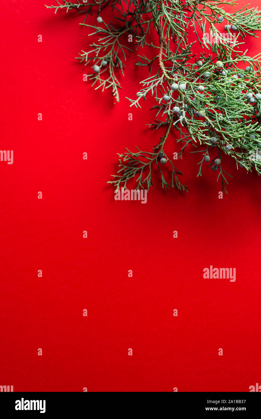 Pine branches on red background. flat lay, Nature Christmas, concept and copy space for text from above. Nobody Stock Photo